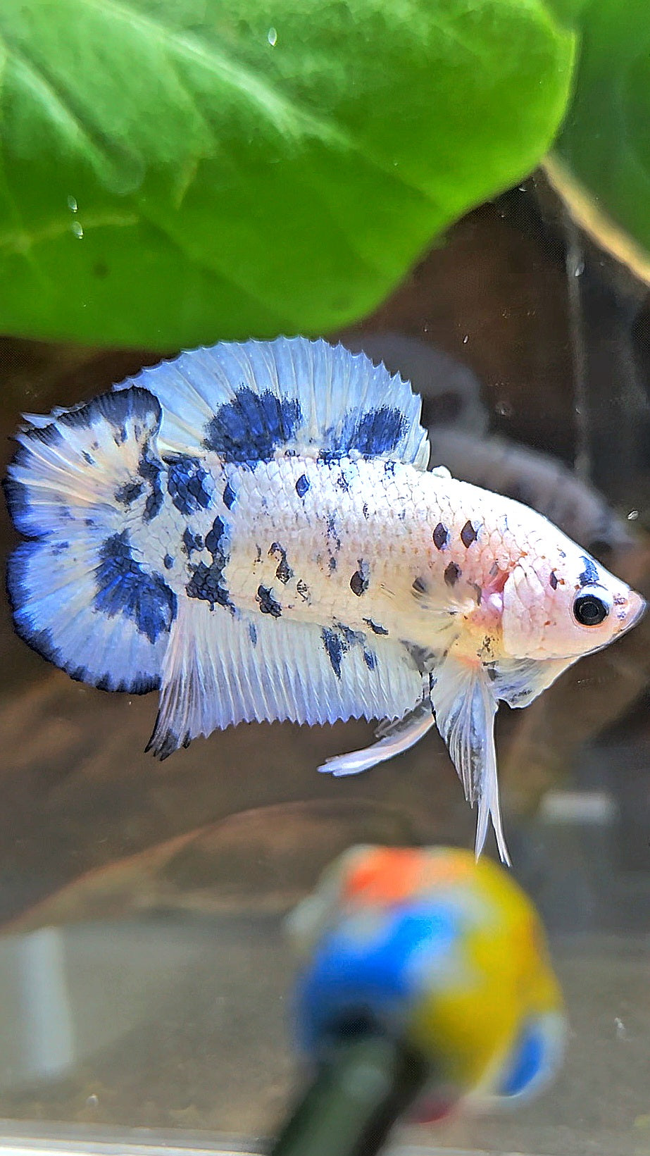 PLAKAT DOUBLE TAIL BLUE DOTS MARBLE SUPER BETTA FISH