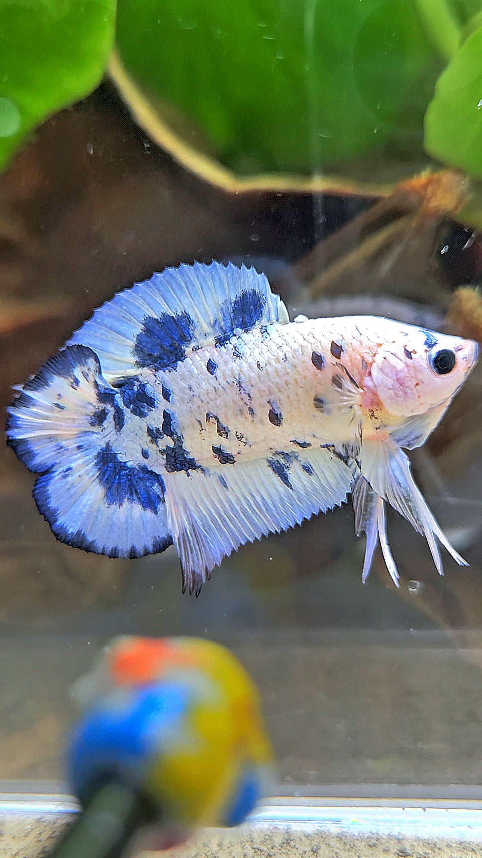 PLAKAT DOUBLE TAIL BLUE DOTS MARBLE SUPER BETTA FISH