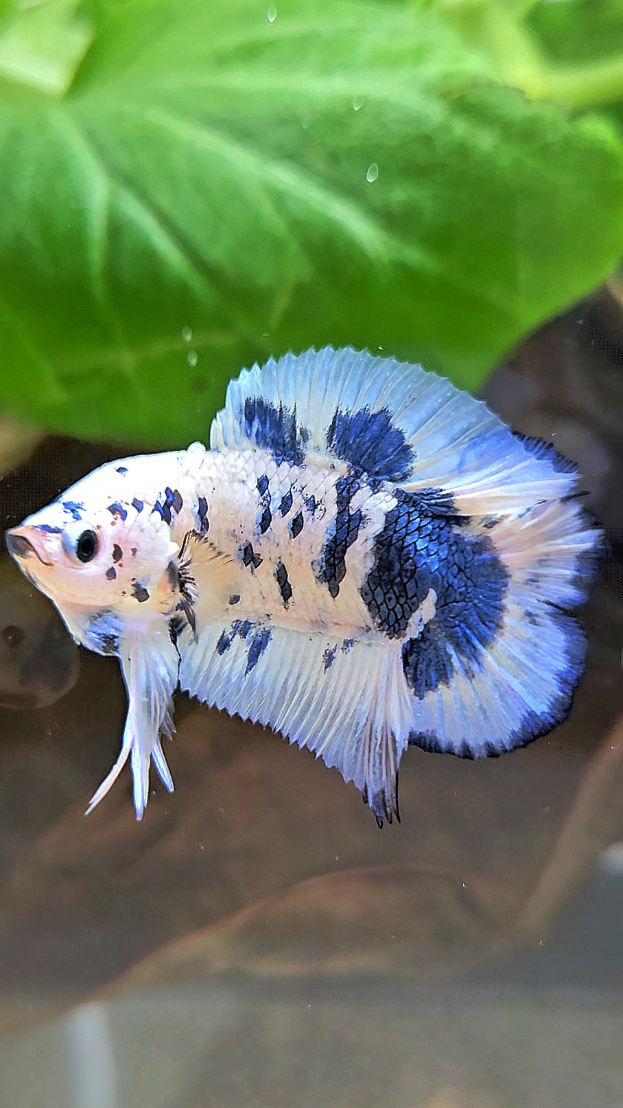 PLAKAT DOUBLE TAIL BLUE DOTS MARBLE SUPER BETTA FISH