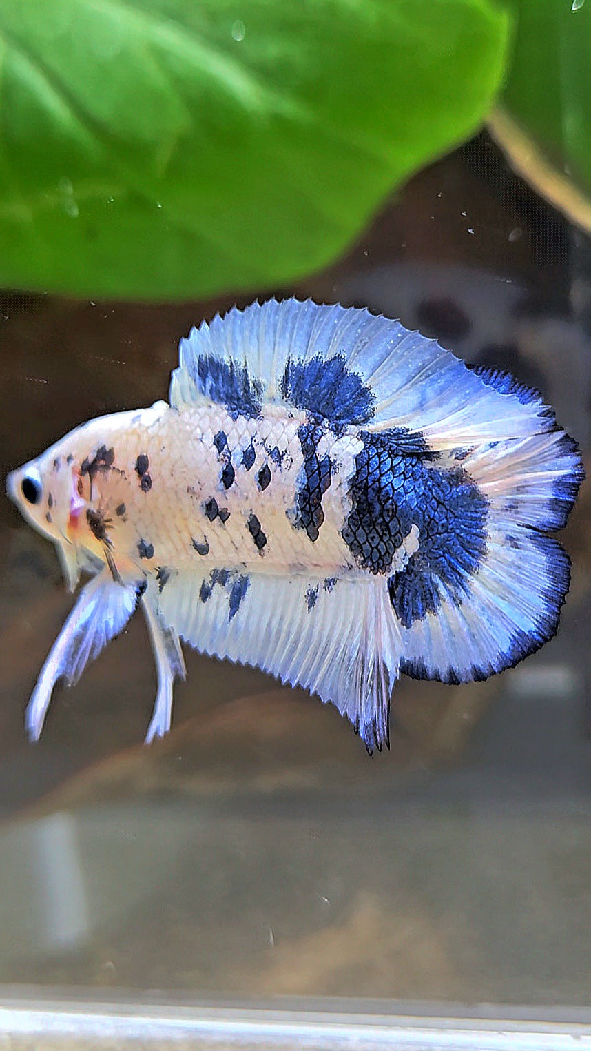 PLAKAT DOUBLE TAIL BLUE DOTS MARBLE SUPER BETTA FISH