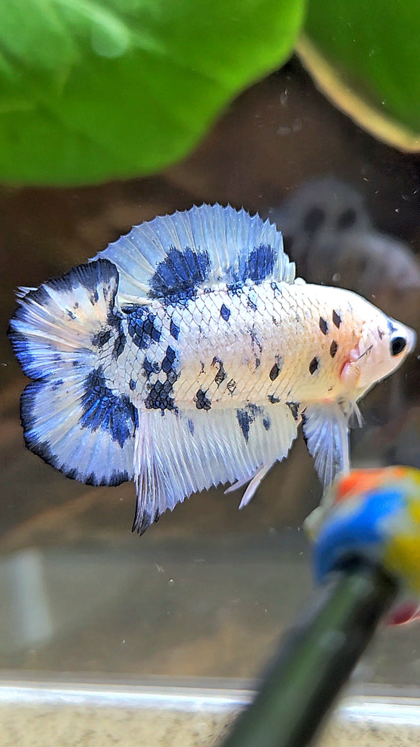 PLAKAT DOUBLE TAIL BLUE DOTS MARBLE SUPER BETTA FISH