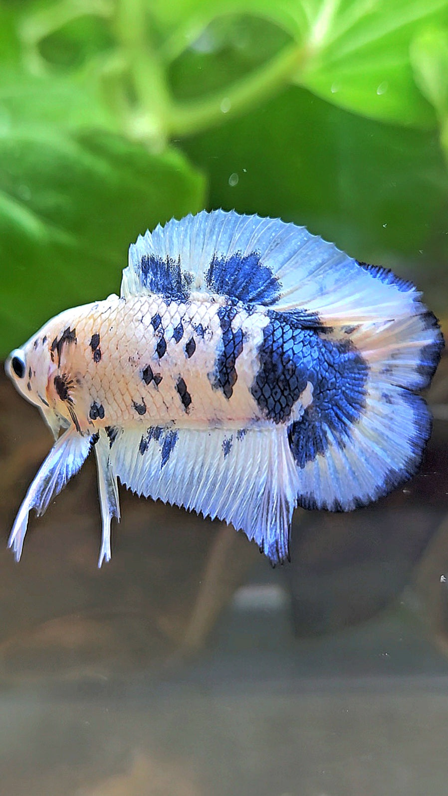 PLAKAT DOUBLE TAIL BLUE DOTS MARBLE SUPER BETTA FISH