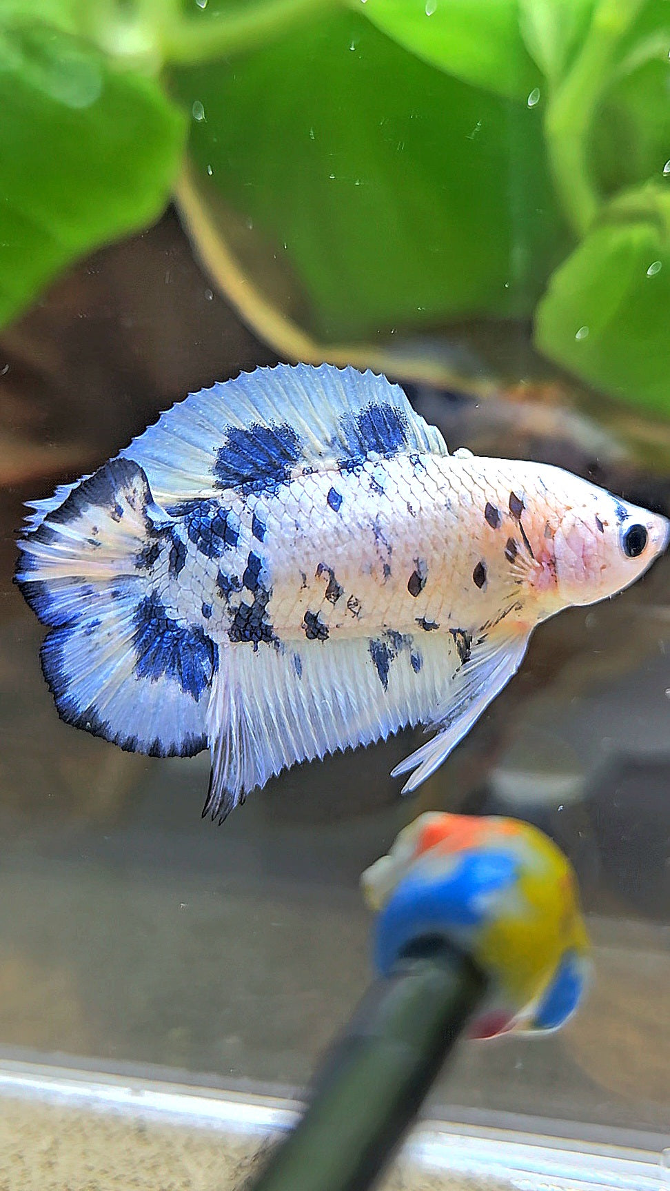 PLAKAT DOUBLE TAIL BLUE DOTS MARBLE SUPER BETTA FISH