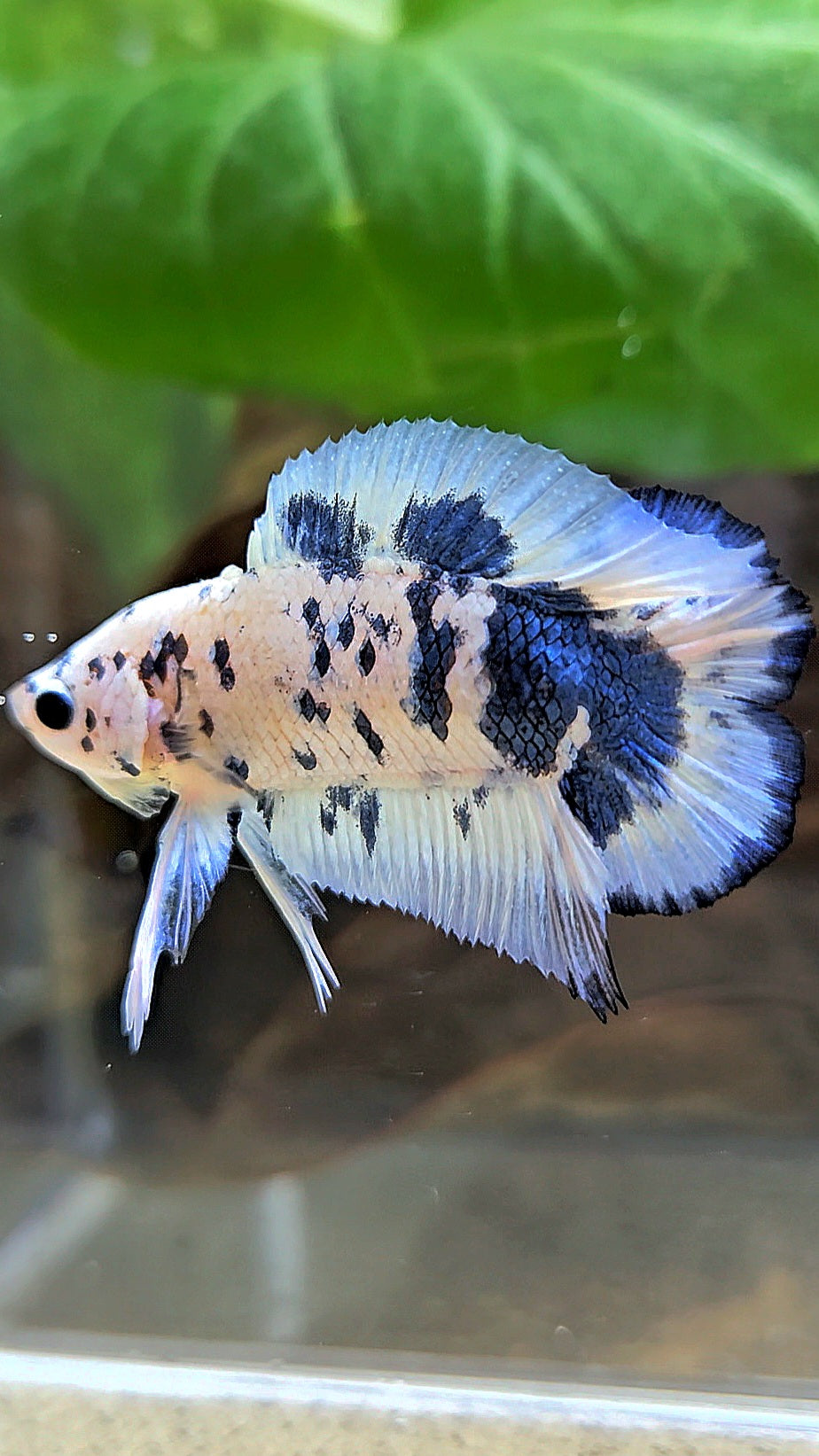 PLAKAT DOUBLE TAIL BLUE DOTS MARBLE SUPER BETTA FISH