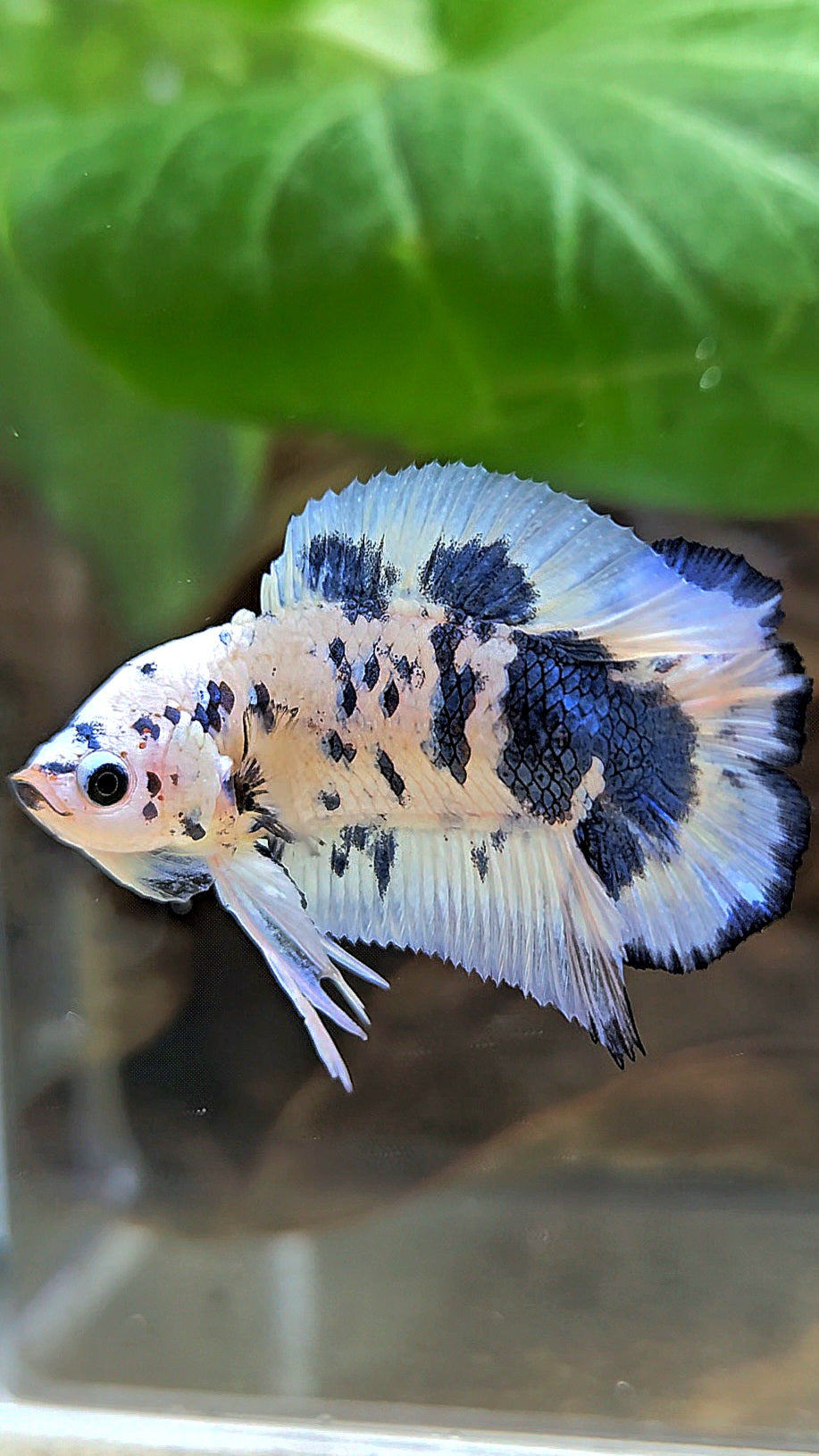 PLAKAT DOUBLE TAIL BLUE DOTS MARBLE SUPER BETTA FISH