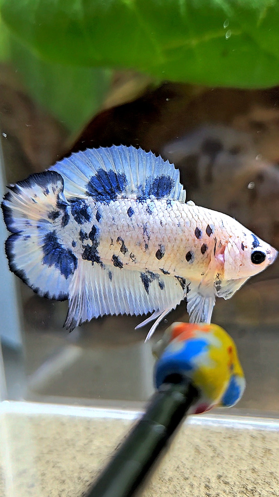 PLAKAT DOUBLE TAIL BLUE DOTS MARBLE SUPER BETTA FISH