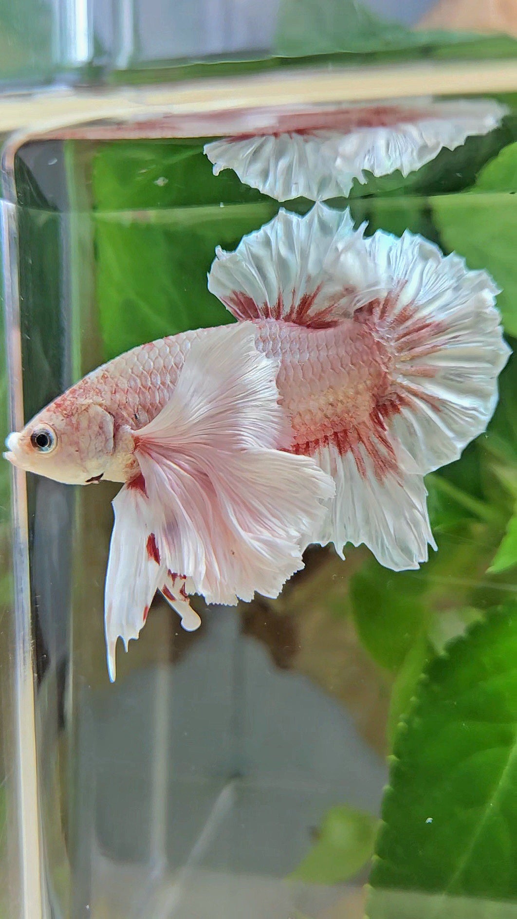 PLAKAT SUPER DUMBO EAR WHITE LAVENDER BETTA FISH