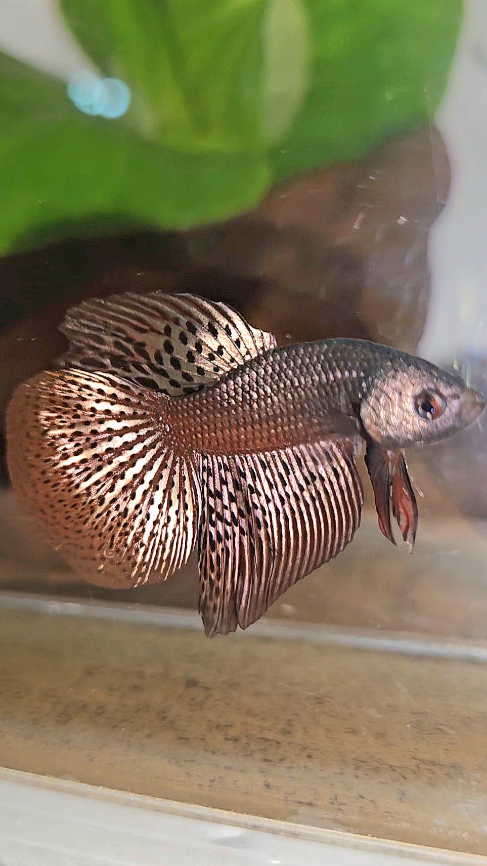 HALFMOON ALIEN COPPER BROWN HYBRID WILD BETTA FISH