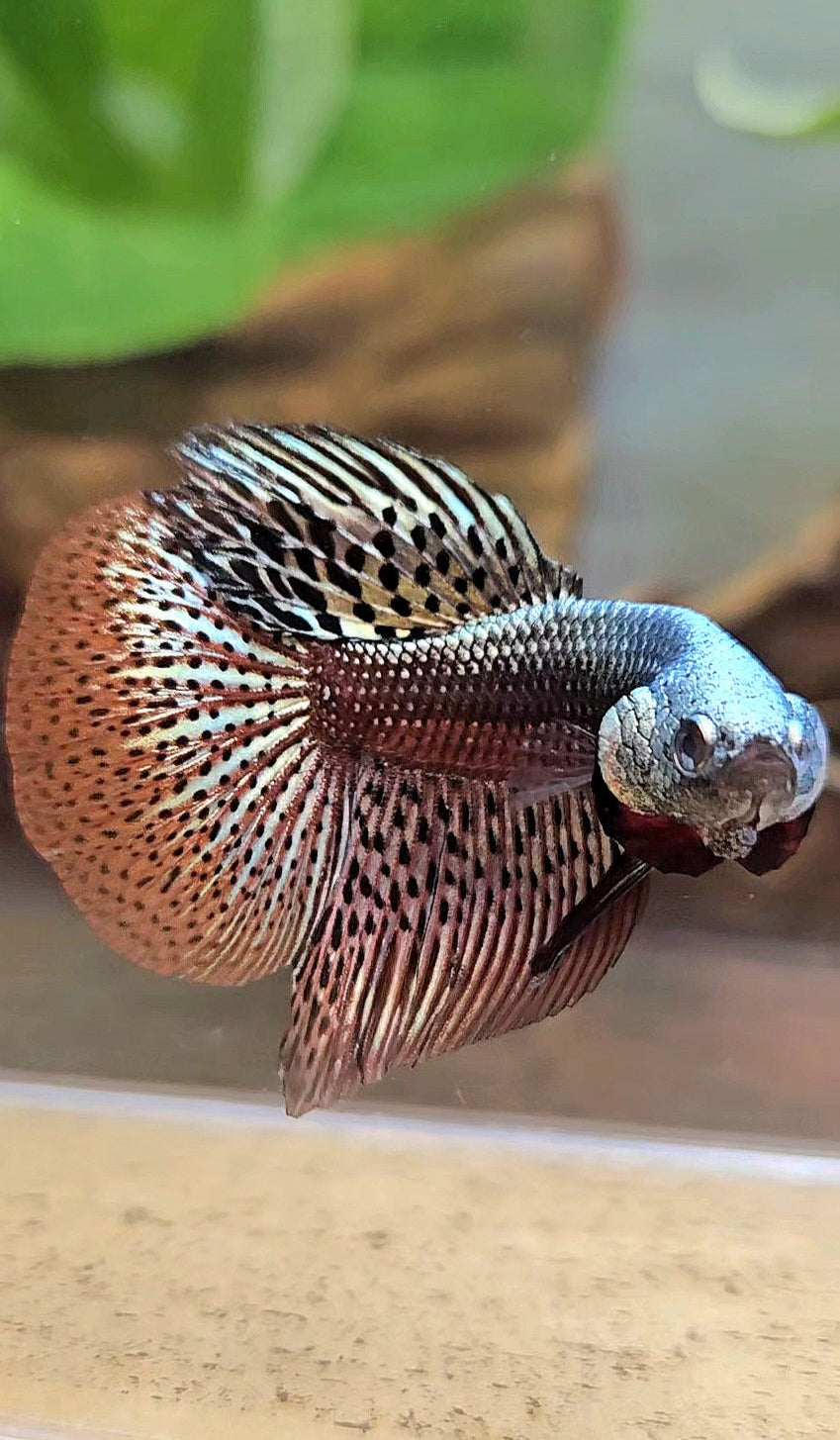 HALFMOON ALIEN COPPER BROWN HYBRID WILD BETTA FISH