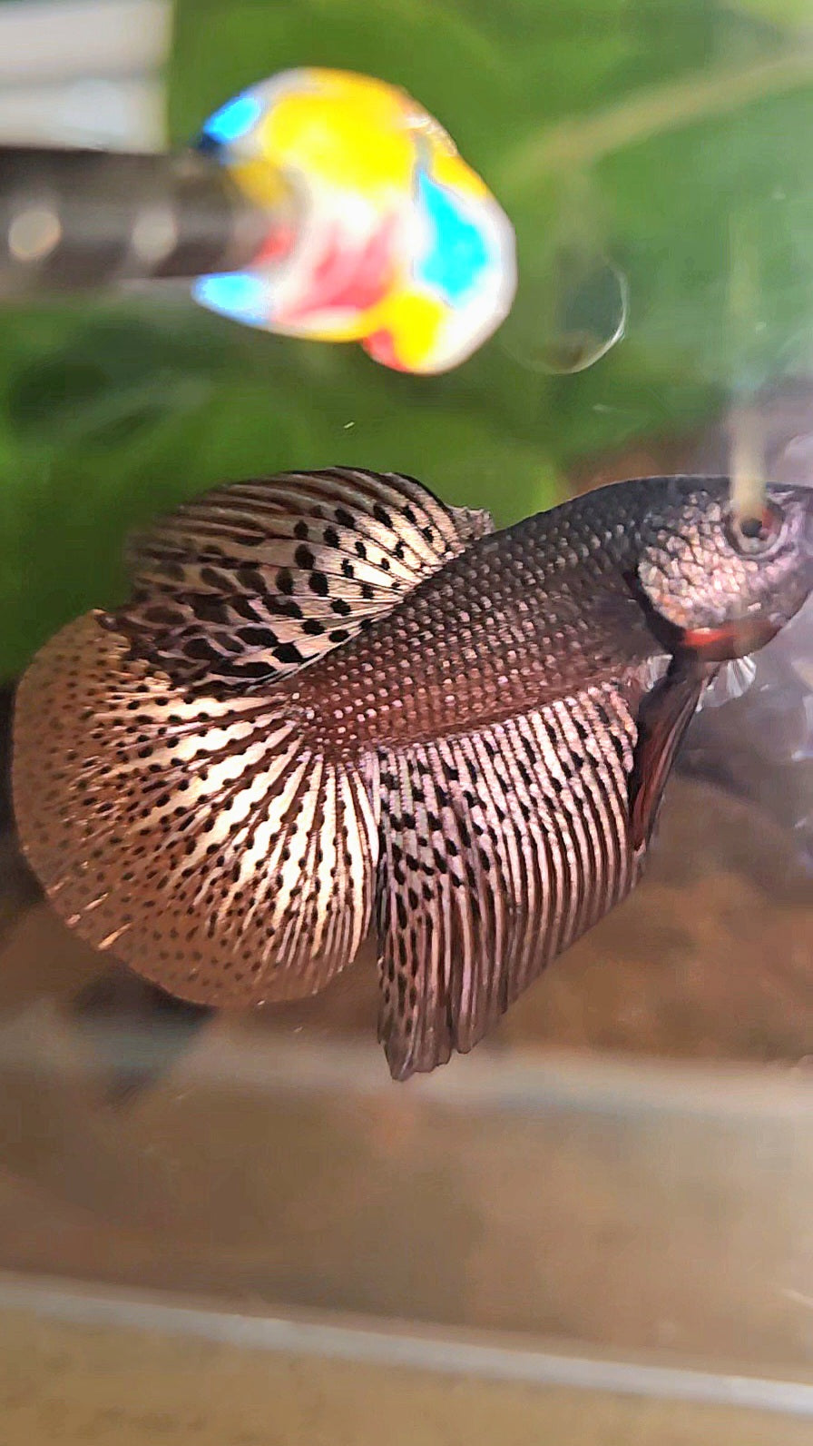 HALFMOON ALIEN COPPER BROWN HYBRID WILD BETTA FISH