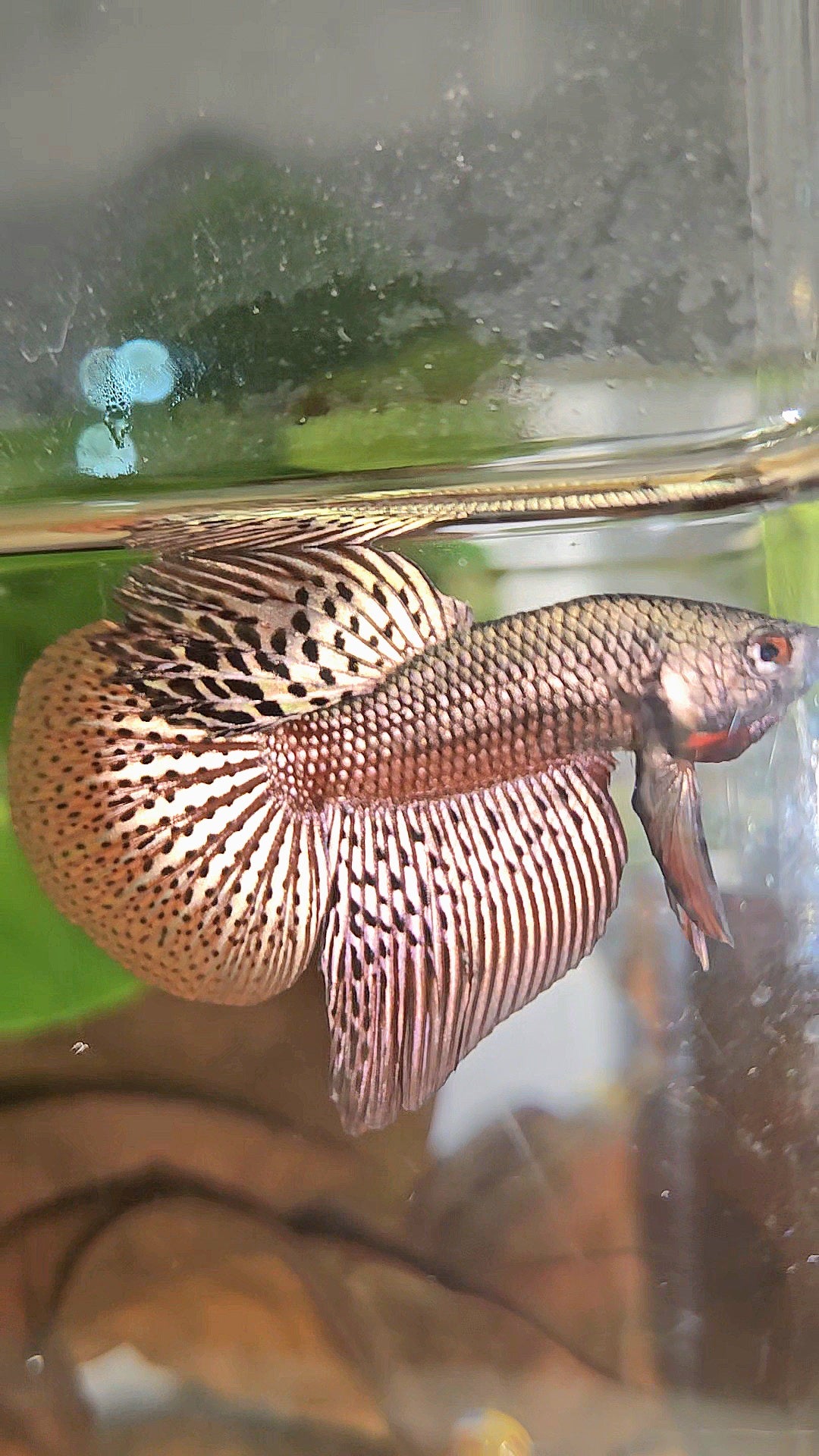 HALFMOON ALIEN COPPER BROWN HYBRID WILD BETTA FISH
