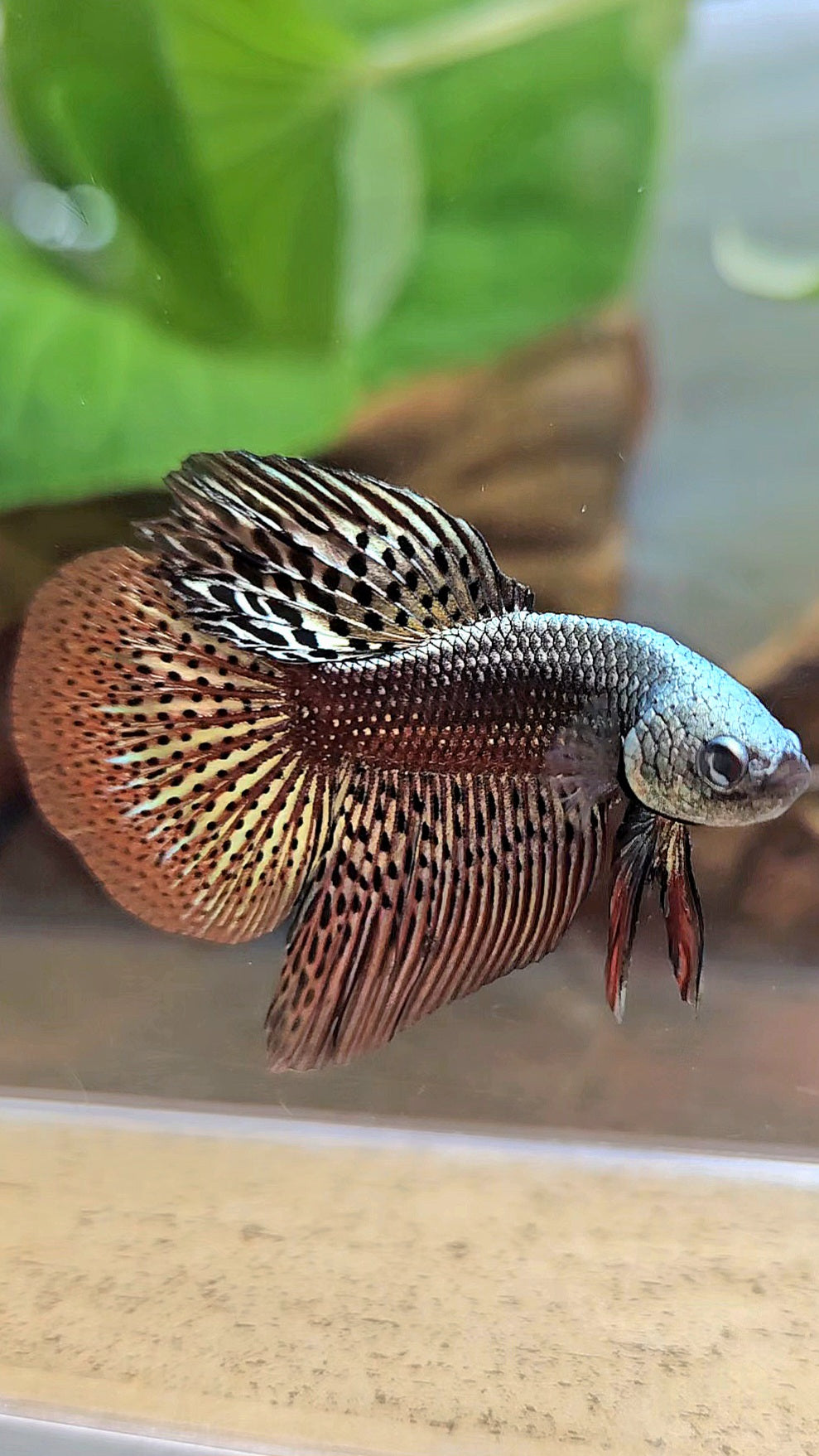 HALFMOON ALIEN COPPER BROWN HYBRID WILD BETTA FISH