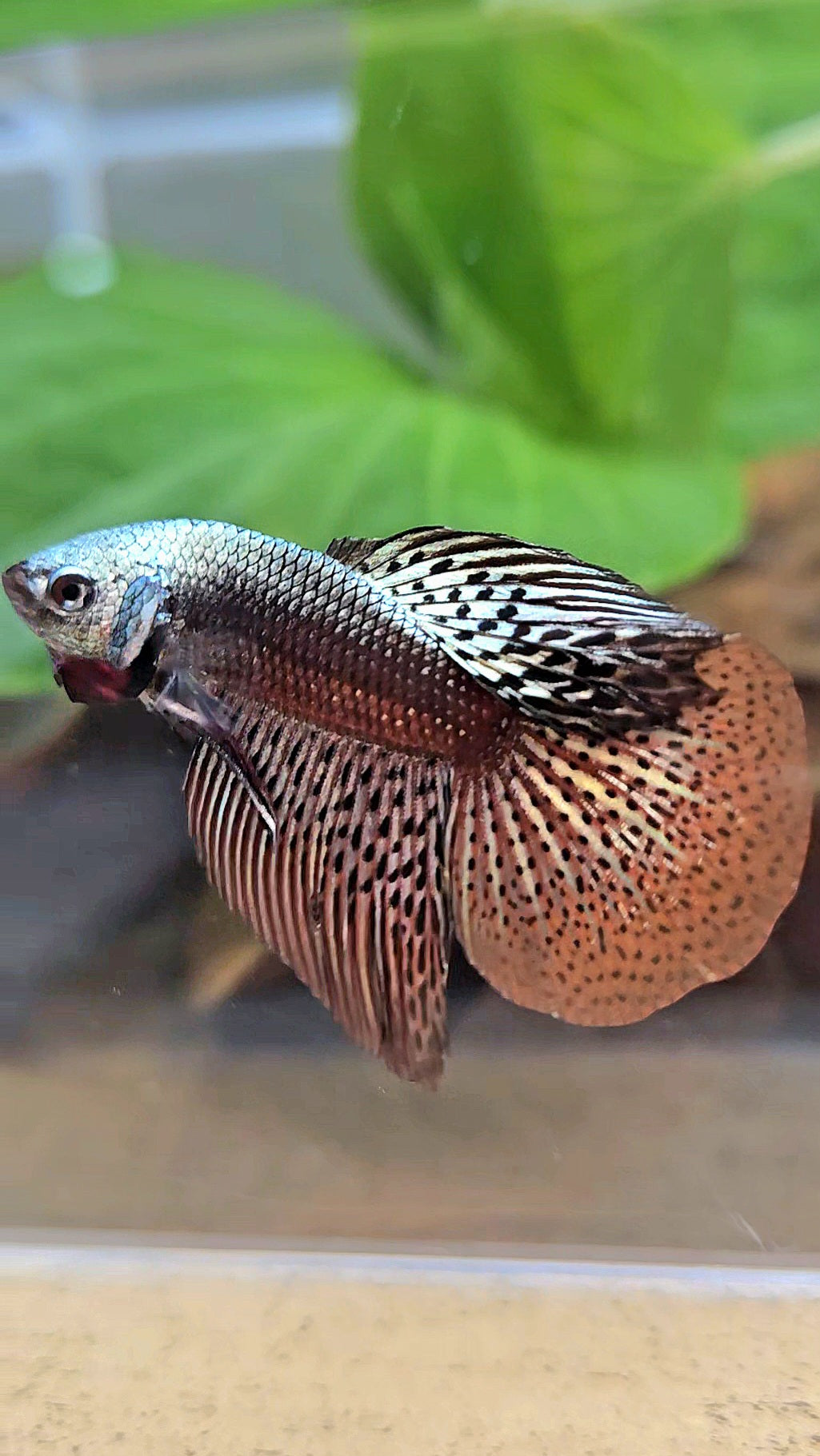 HALFMOON ALIEN COPPER BROWN HYBRID WILD BETTA FISH