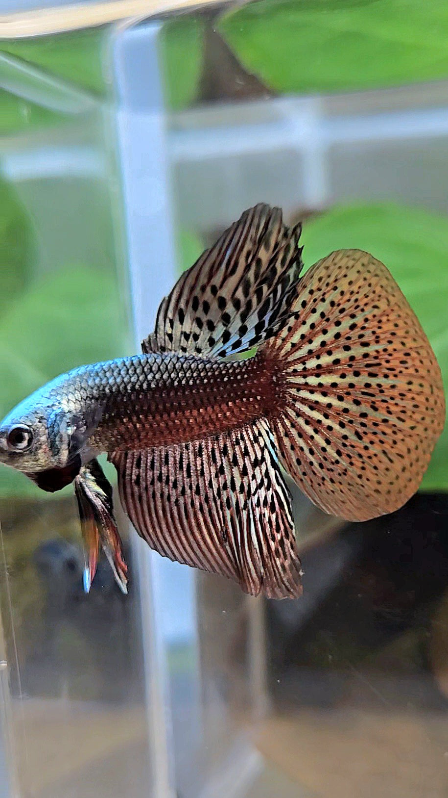 HALFMOON ALIEN COPPER BROWN HYBRID WILD BETTA FISH
