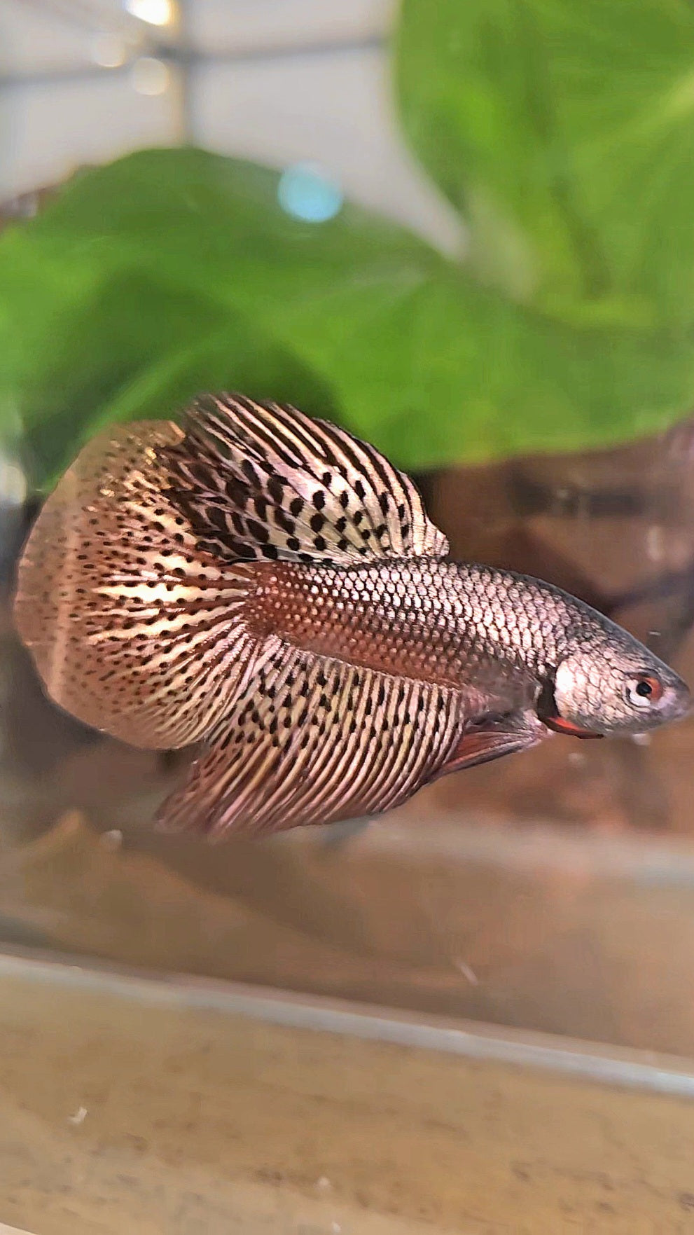 HALFMOON ALIEN COPPER BROWN HYBRID WILD BETTA FISH