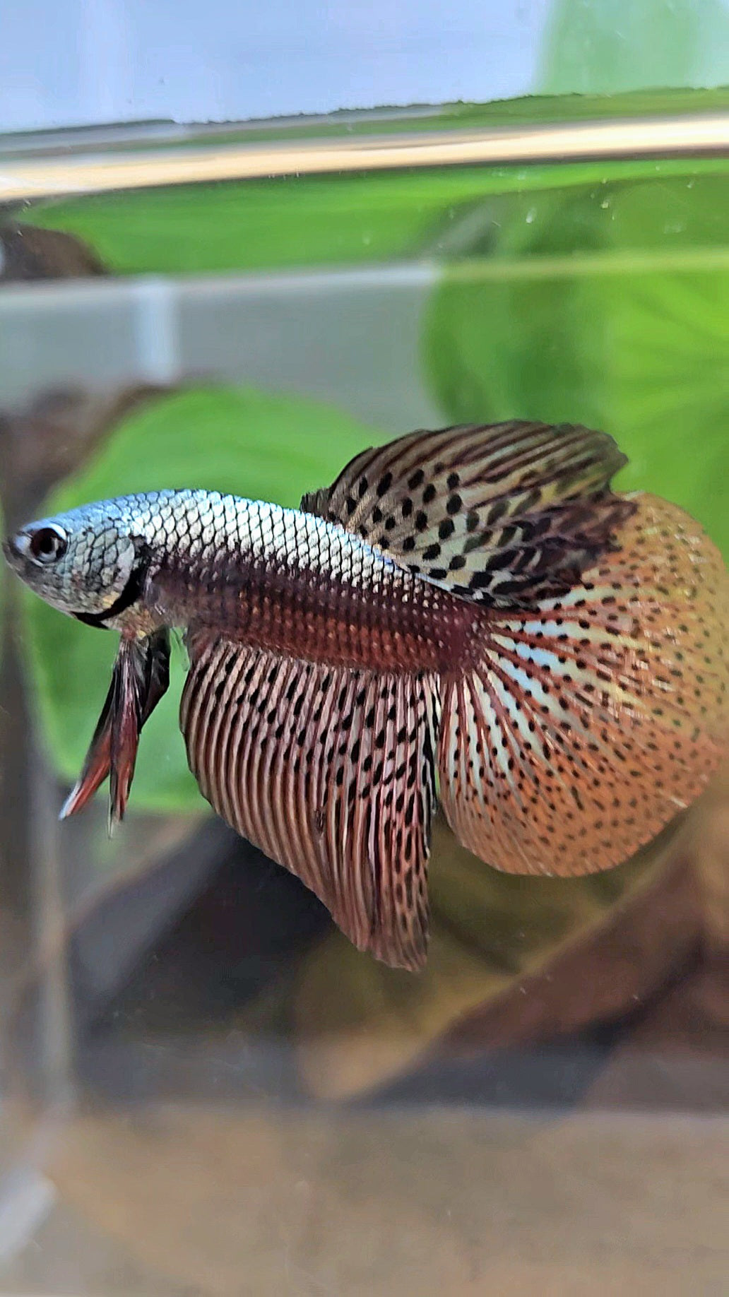 HALFMOON ALIEN COPPER BROWN HYBRID WILD BETTA FISH