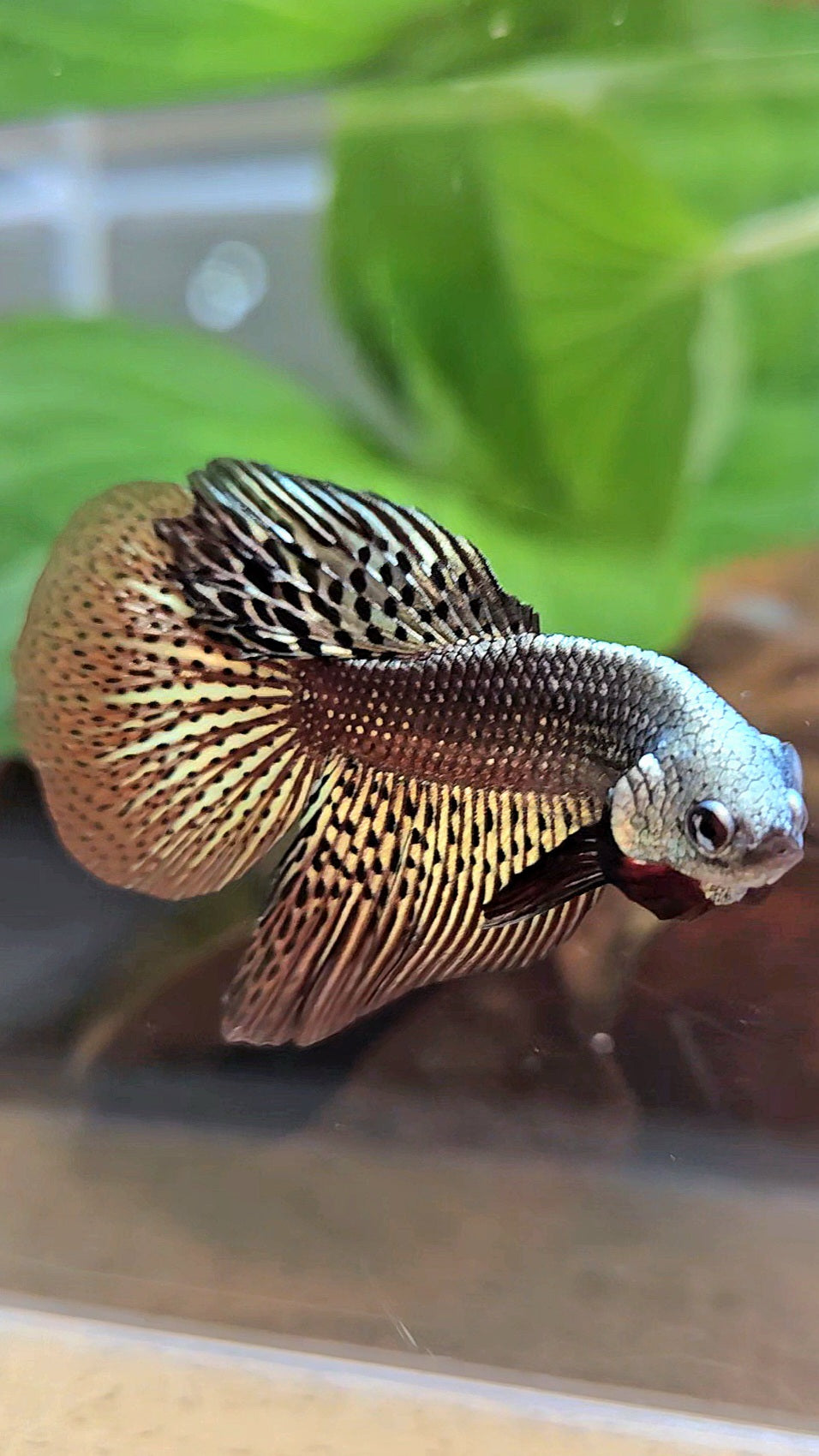 HALFMOON ALIEN COPPER BROWN HYBRID WILD BETTA FISH