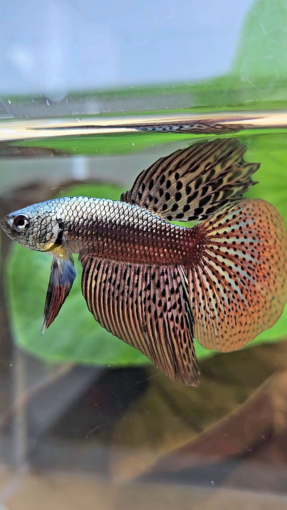 HALFMOON ALIEN COPPER BROWN HYBRID WILD BETTA FISH