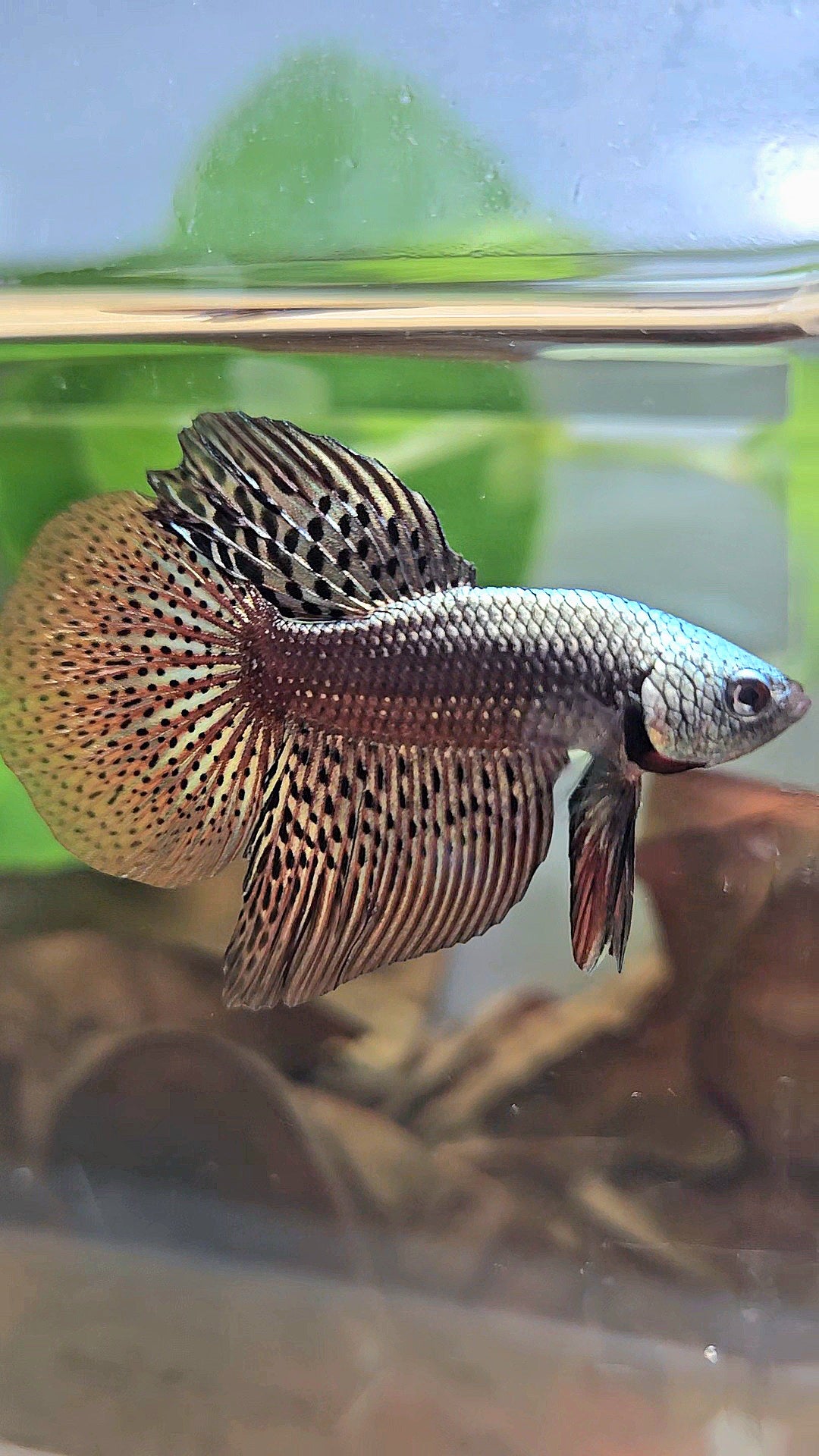 HALFMOON ALIEN COPPER BROWN HYBRID WILD BETTA FISH