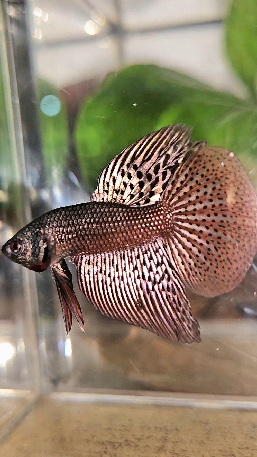 HALFMOON ALIEN COPPER BROWN HYBRID WILD BETTA FISH