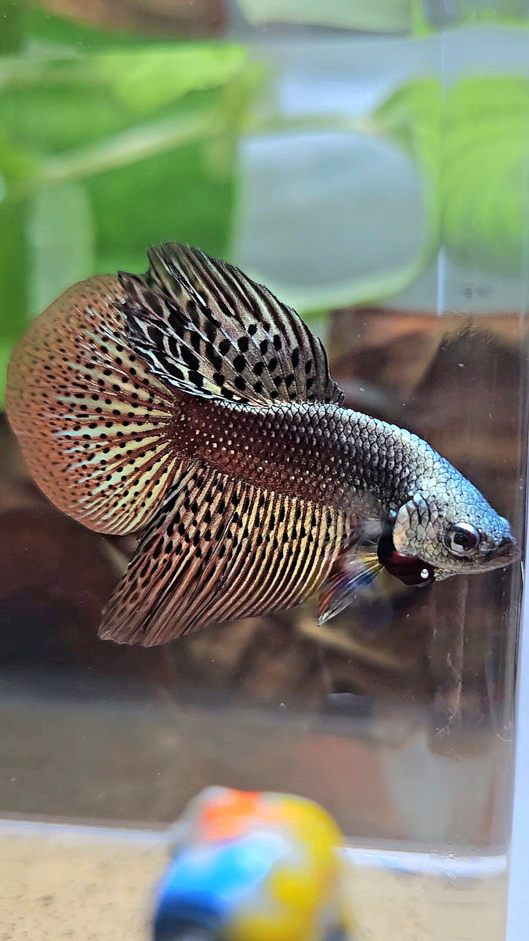 HALFMOON ALIEN COPPER BROWN HYBRID WILD BETTA FISH