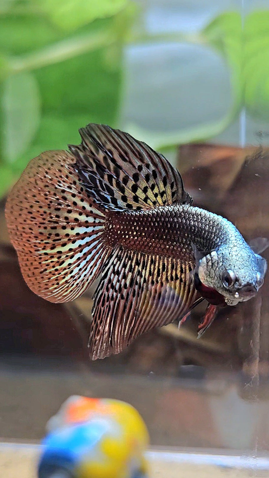 HALFMOON ALIEN COPPER BROWN HYBRID WILD BETTA FISH