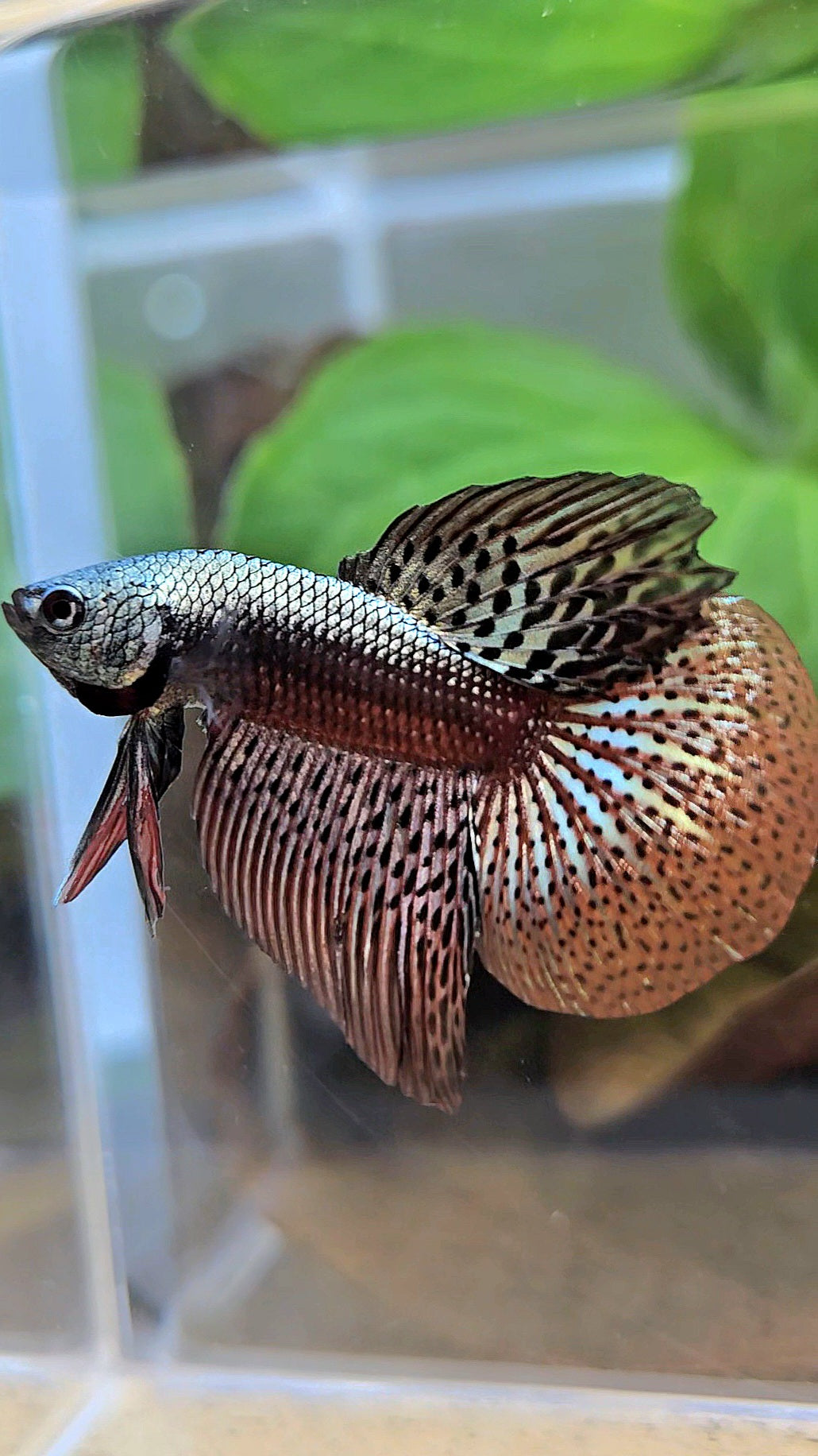 HALFMOON ALIEN COPPER BROWN HYBRID WILD BETTA FISH