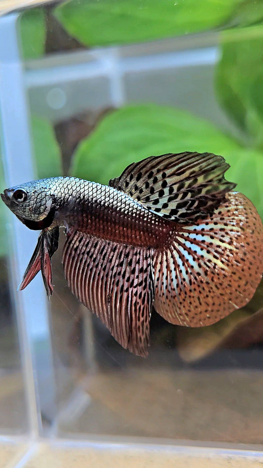 HALFMOON ALIEN COPPER BROWN HYBRID WILD BETTA FISH