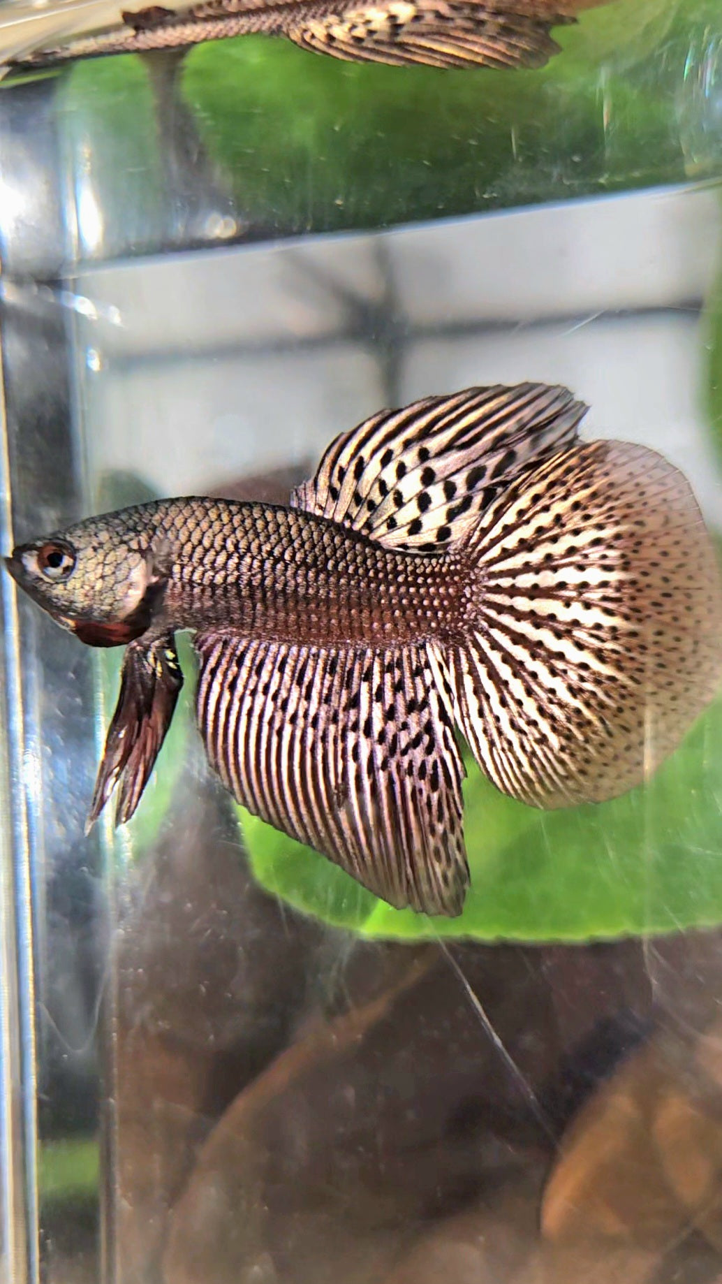 HALFMOON ALIEN COPPER BROWN HYBRID WILD BETTA FISH