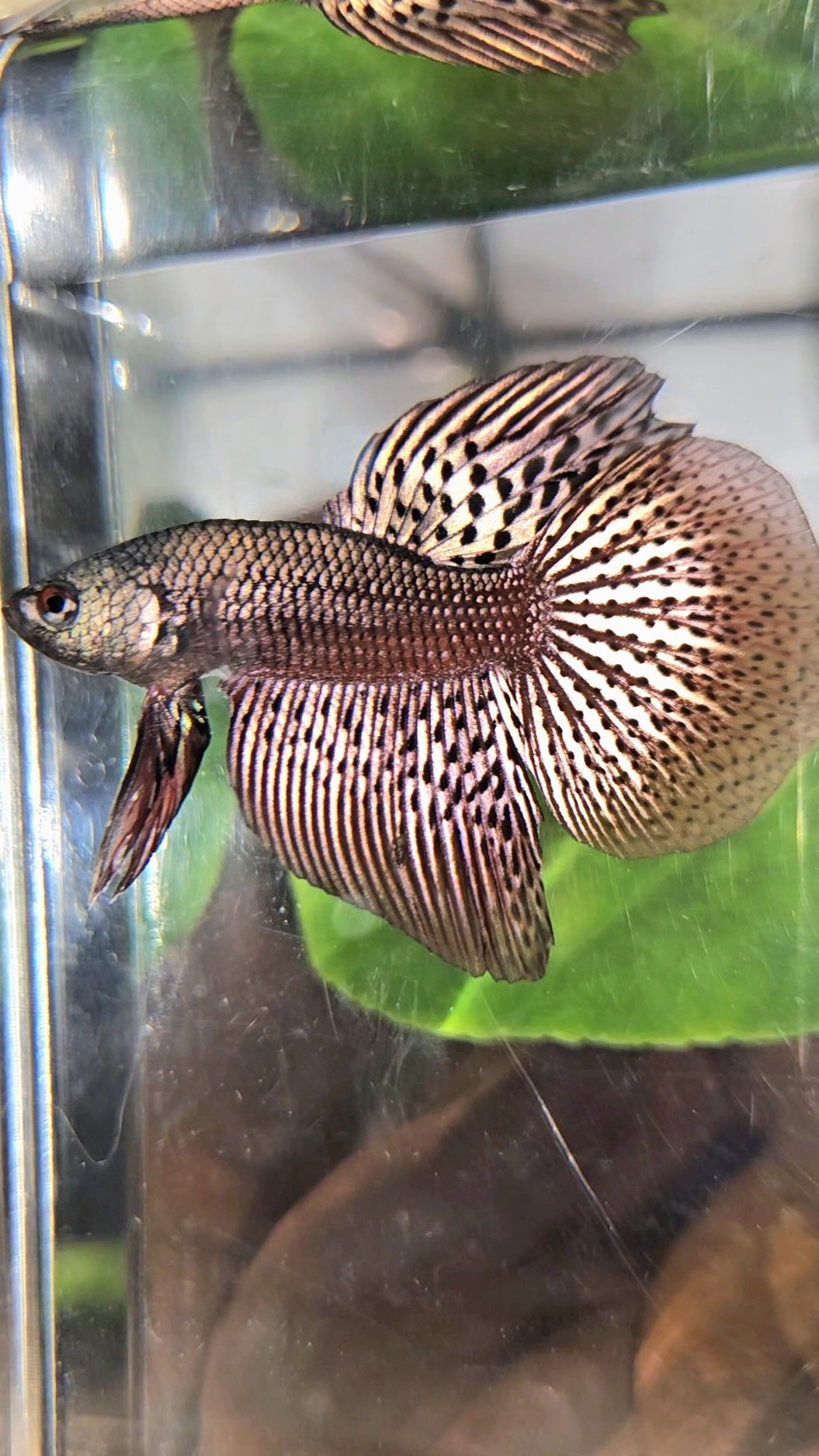 HALFMOON ALIEN COPPER BROWN HYBRID WILD BETTA FISH