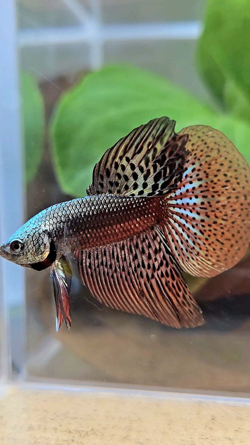 HALFMOON ALIEN COPPER BROWN HYBRID WILD BETTA FISH