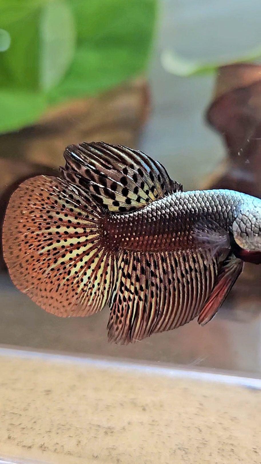 HALFMOON ALIEN COPPER BROWN HYBRID WILD BETTA FISH