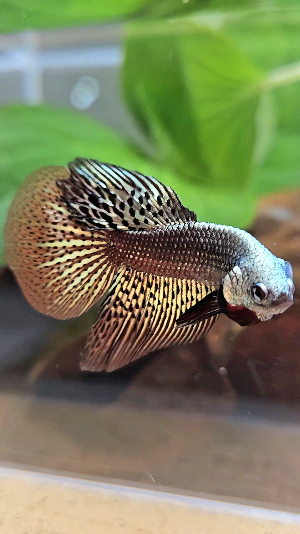 HALFMOON ALIEN COPPER BROWN HYBRID WILD BETTA FISH
