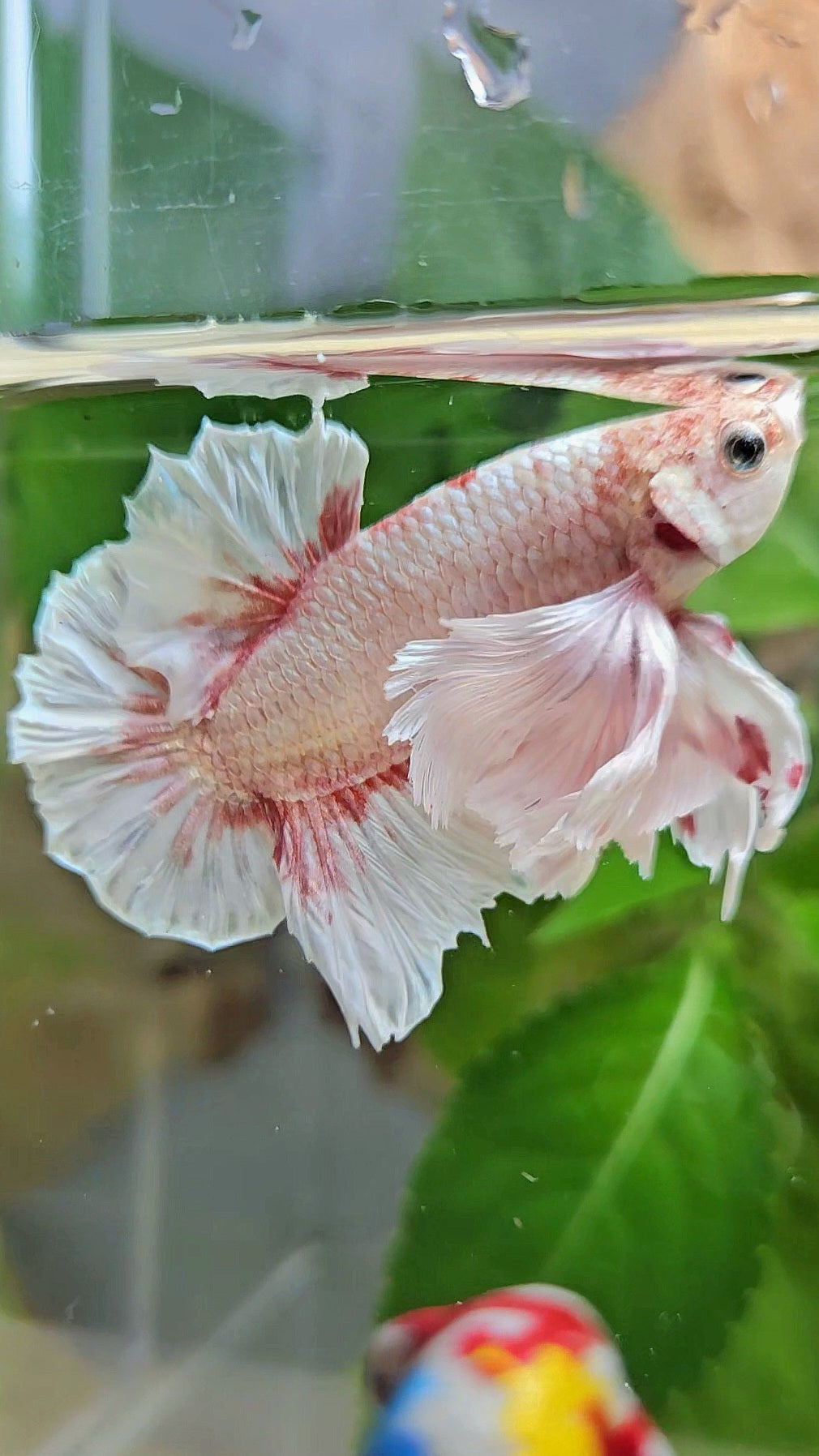 PLAKAT SUPER DUMBO EAR WHITE LAVENDER BETTA FISH