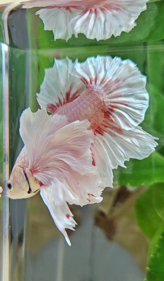 PLAKAT SUPER DUMBO EAR WHITE LAVENDER BETTA FISH