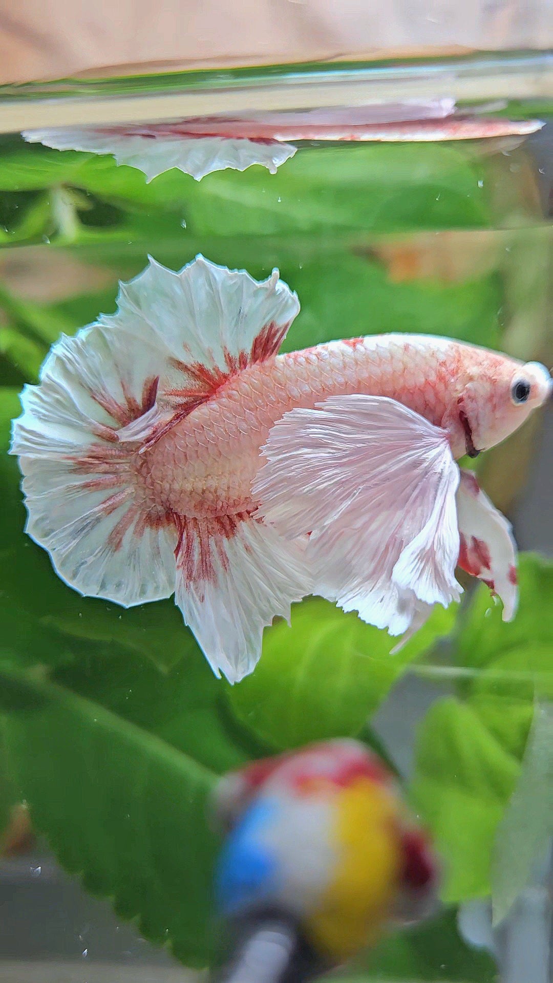PLAKAT SUPER DUMBO EAR WHITE LAVENDER BETTA FISH