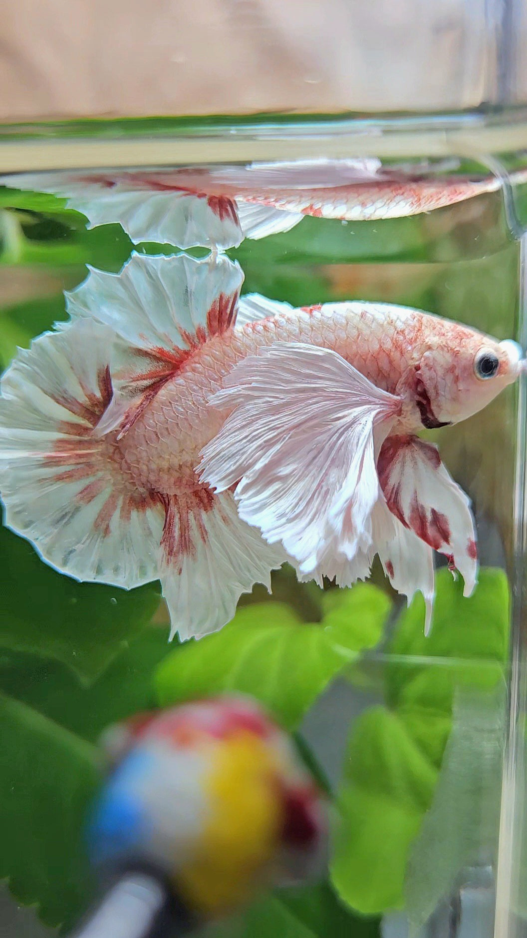 PLAKAT SUPER DUMBO EAR WHITE LAVENDER BETTA FISH
