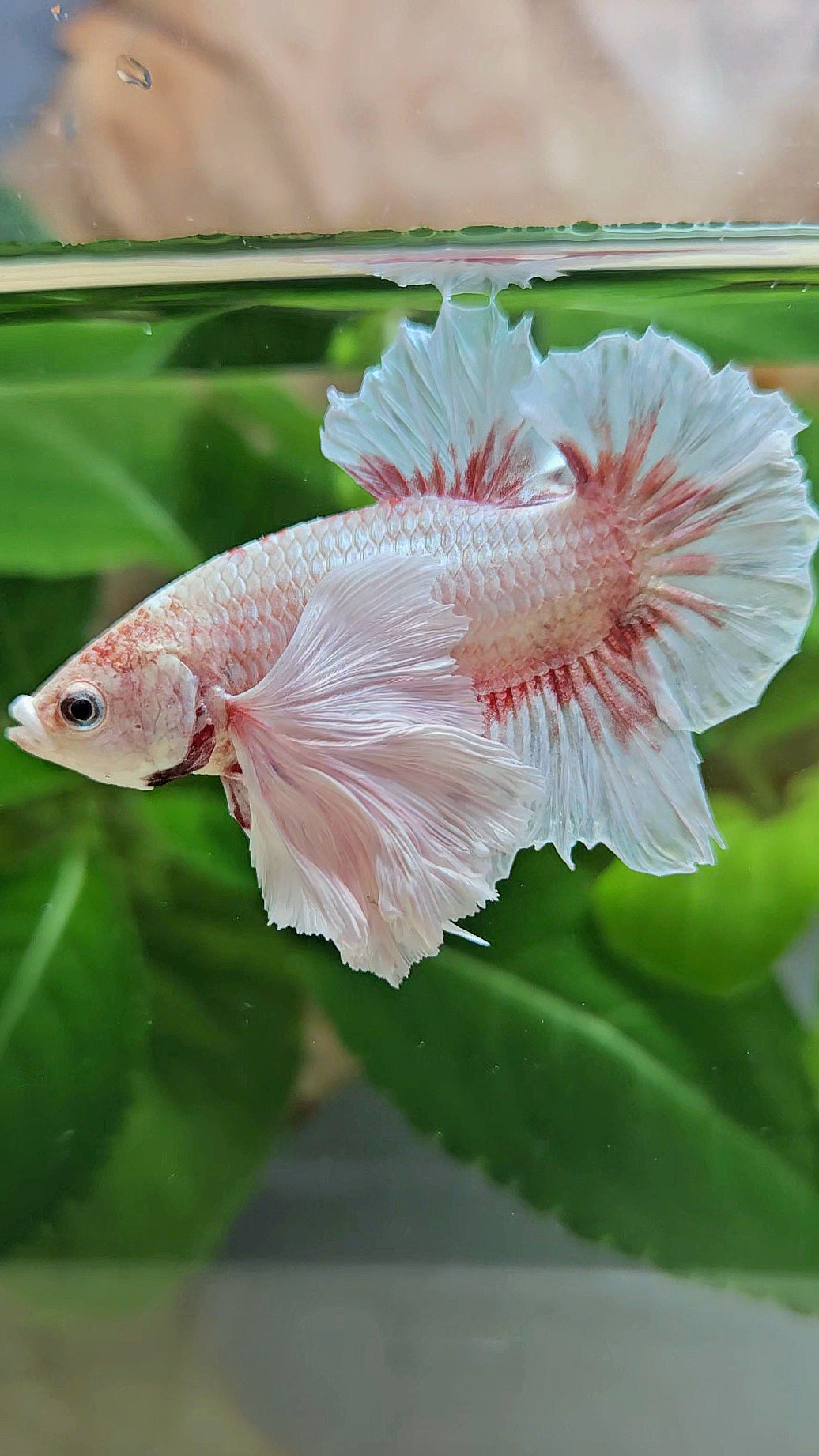 PLAKAT SUPER DUMBO EAR WHITE LAVENDER BETTA FISH