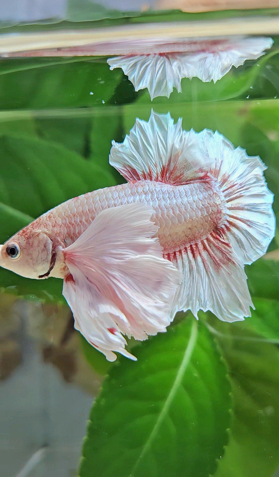 PLAKAT SUPER DUMBO EAR WHITE LAVENDER BETTA FISH