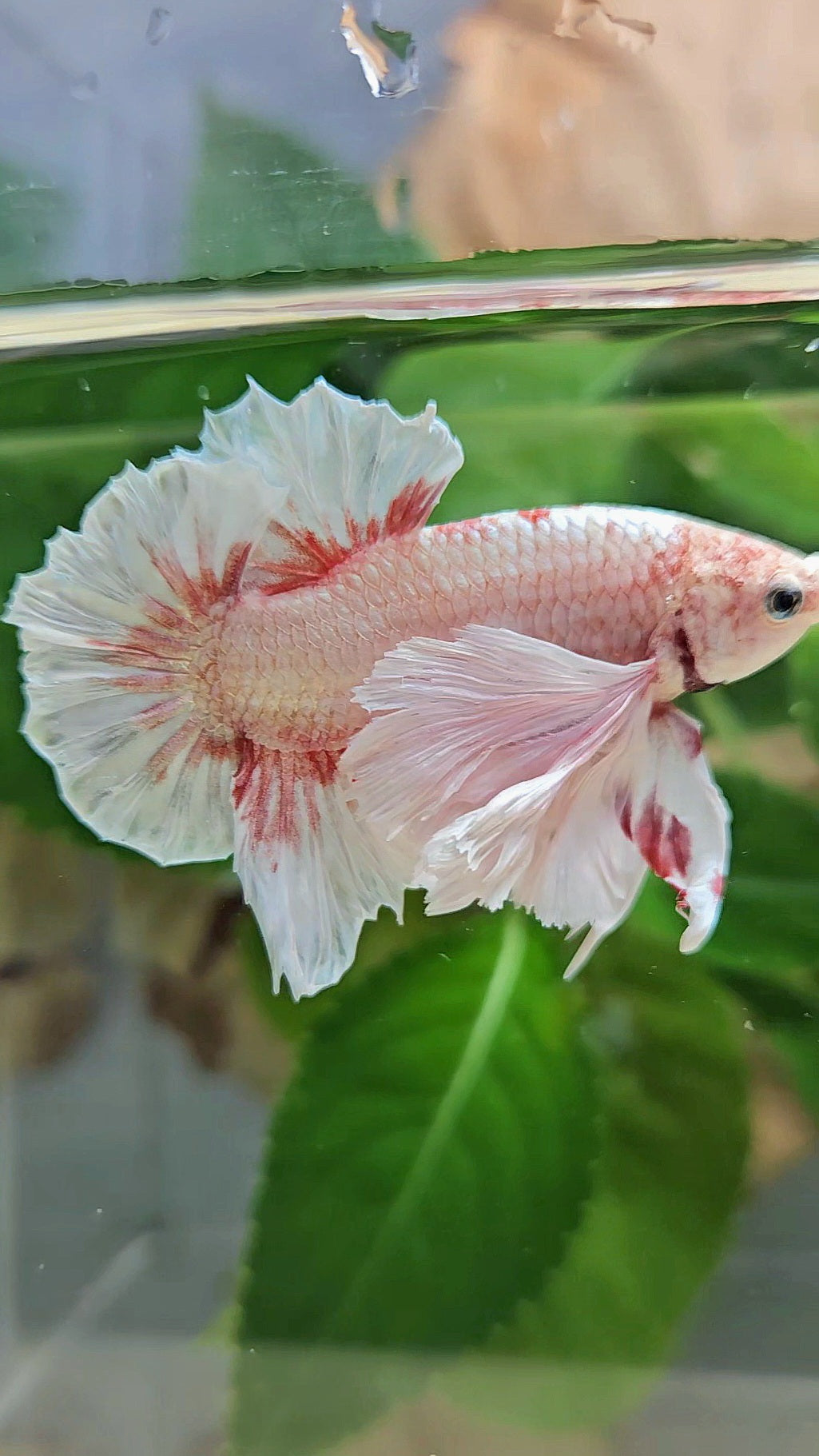 PLAKAT SUPER DUMBO EAR WHITE LAVENDER BETTA FISH