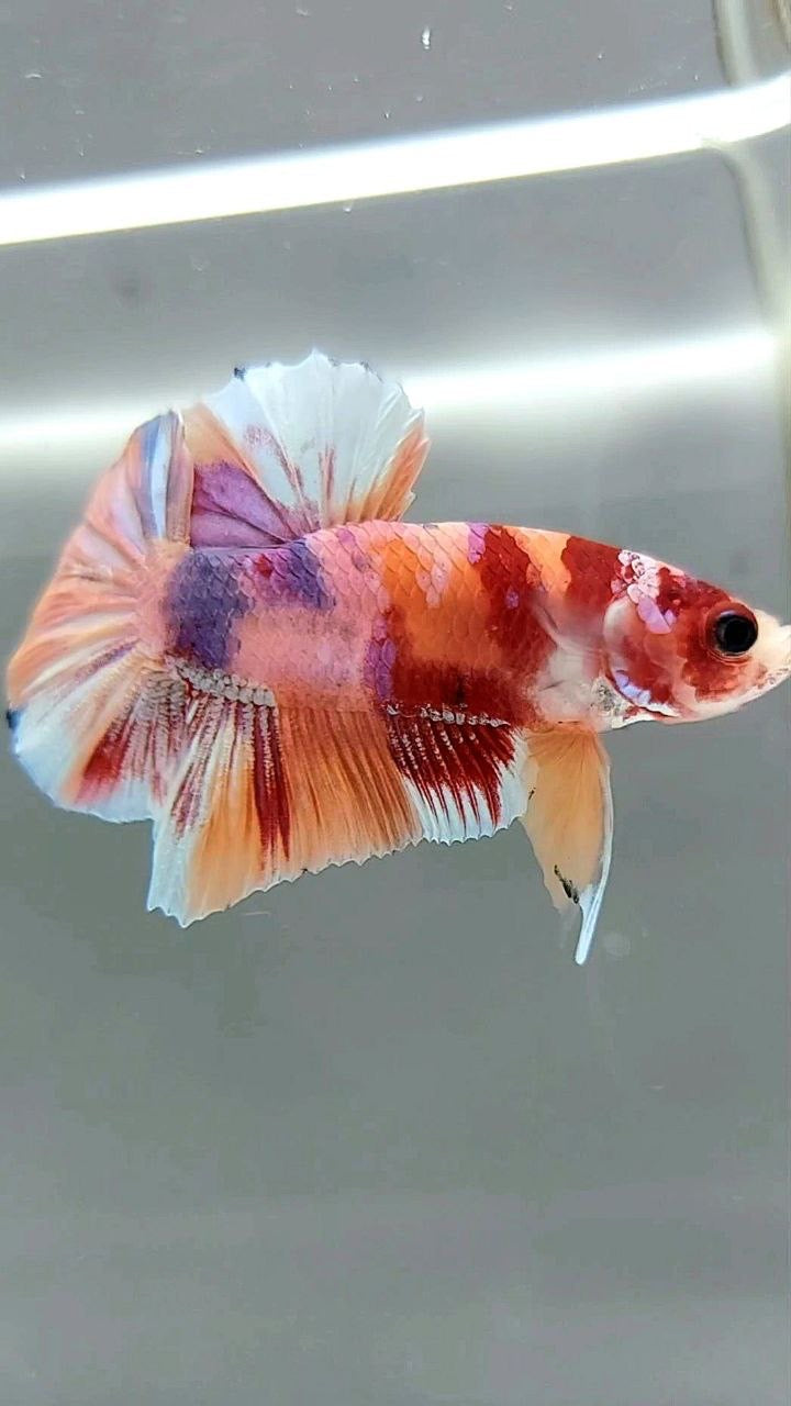 PLAKAT ORANGE GOLD CANDY MULTICOLOR BETTA FISH – Rare Betta Fish Store