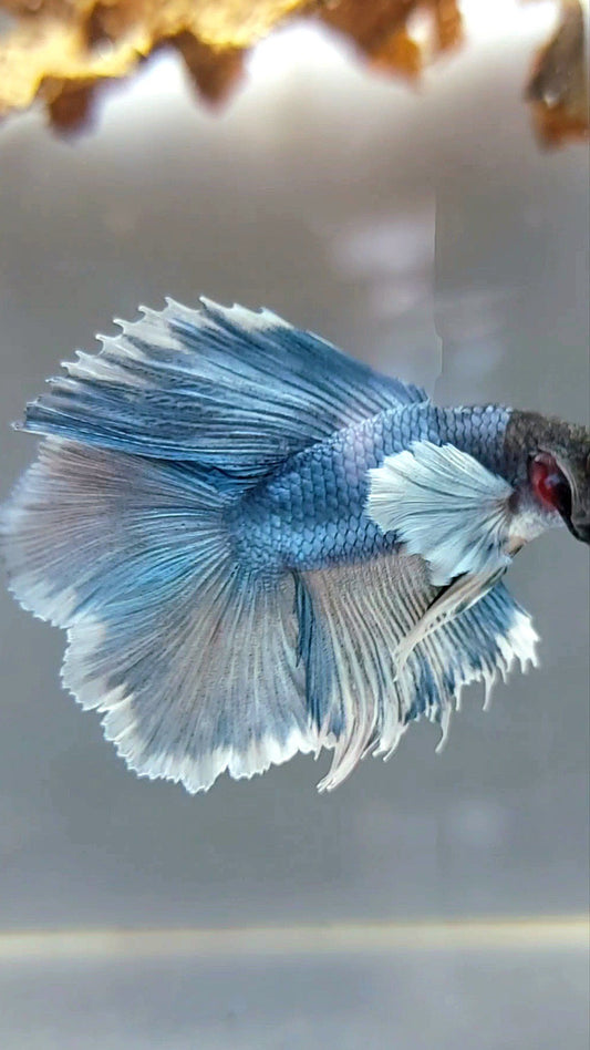 HALFMOON DOUBLE TAIL DUMBO EAR BLUE BETTA FISH