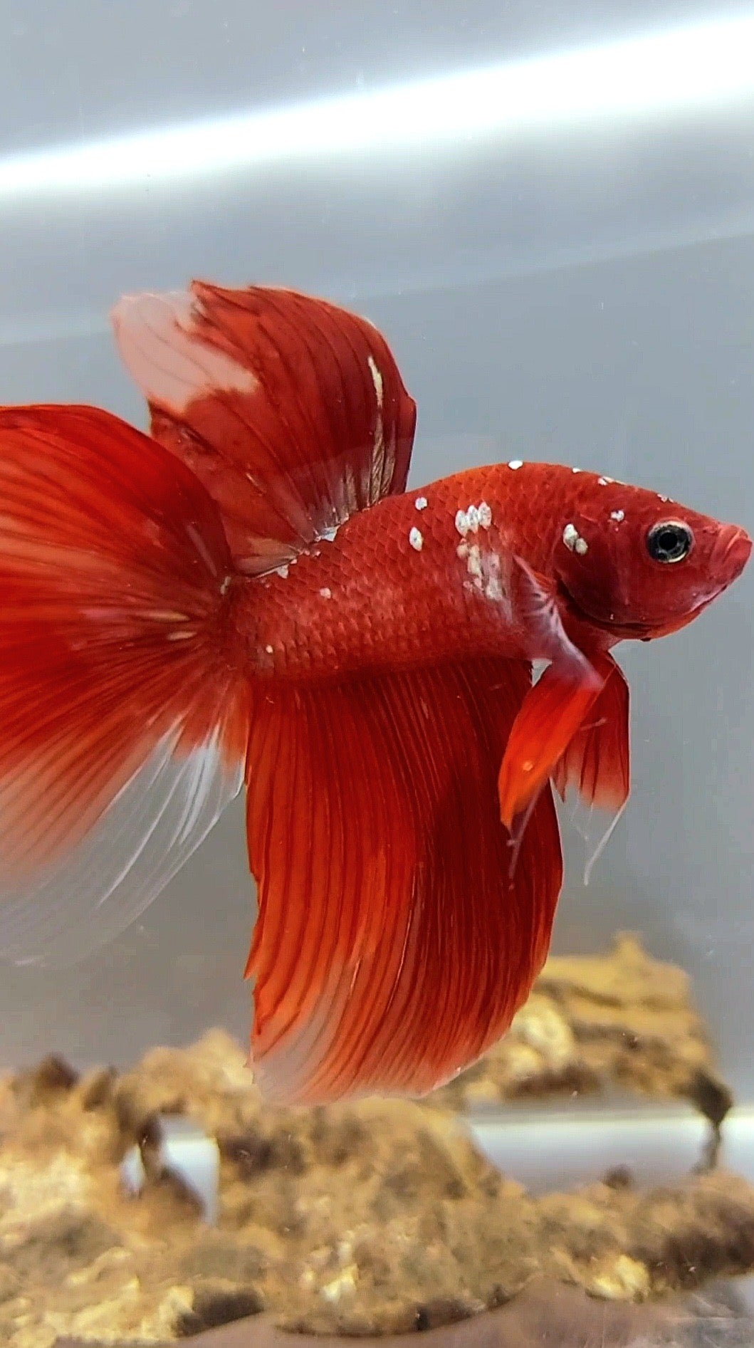 HALFMOON RED GOLD GALAXY SELTENER BETTA-FISCH