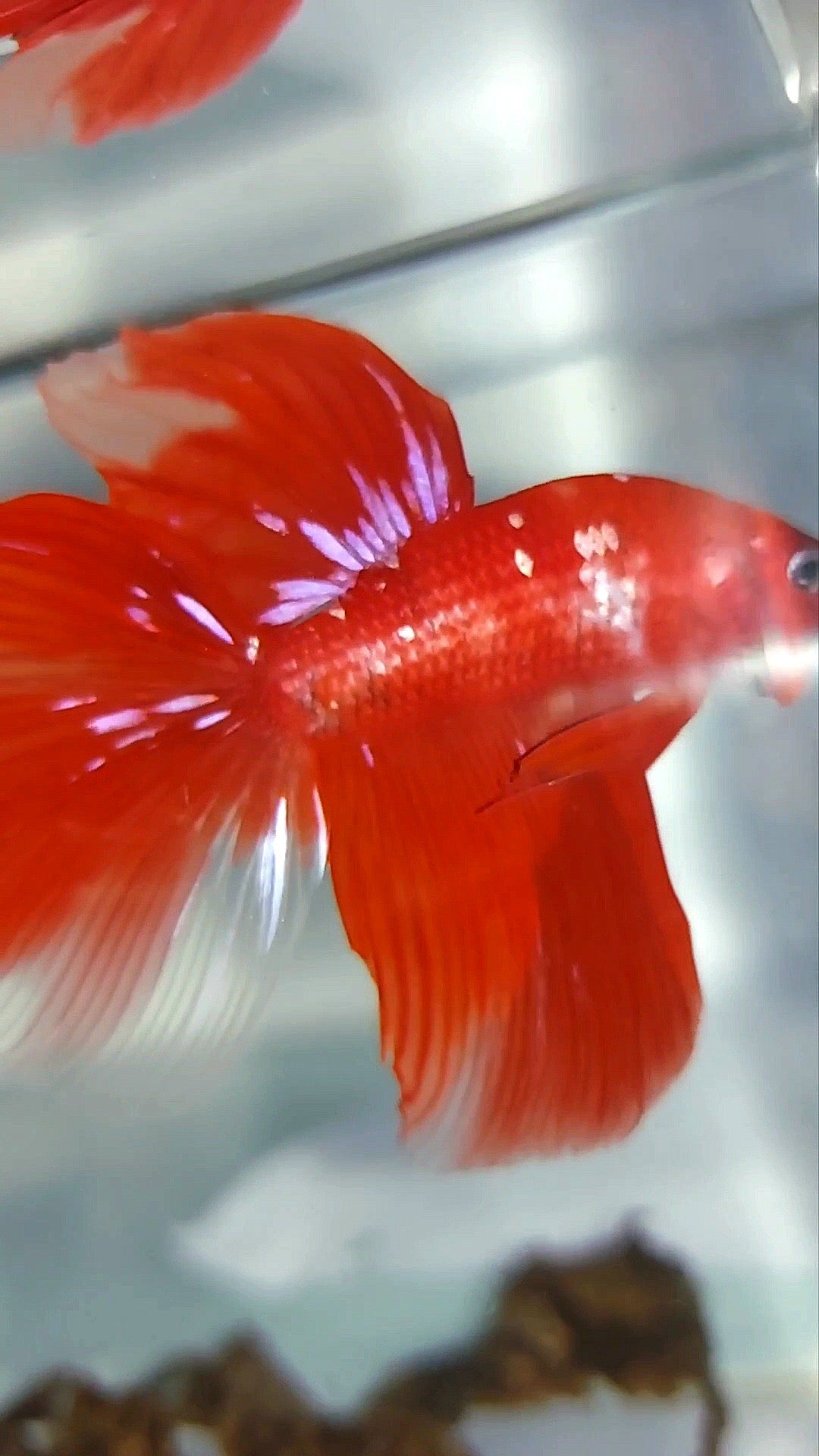 HALFMOON RED GOLD GALAXY RARE BETTA FISH