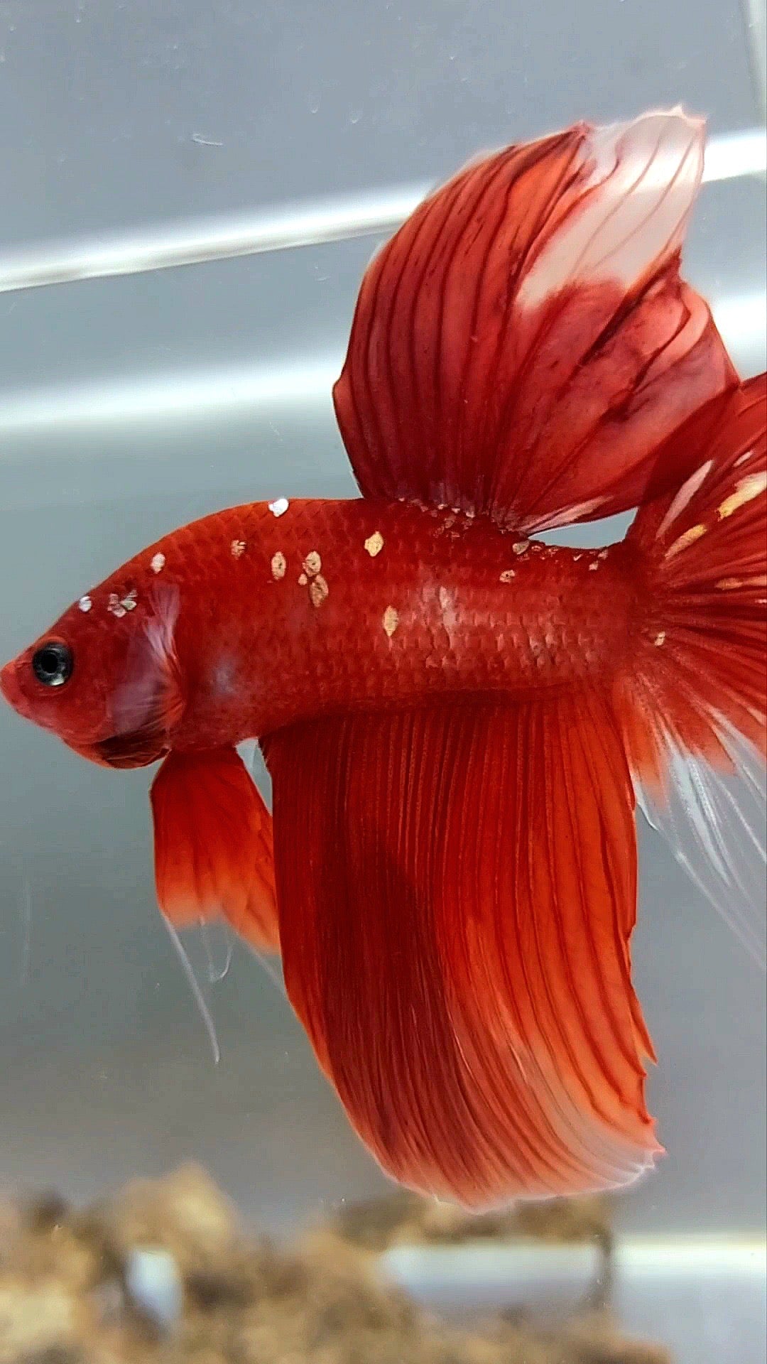 HALFMOON RED GOLD GALAXY RARE BETTA FISH