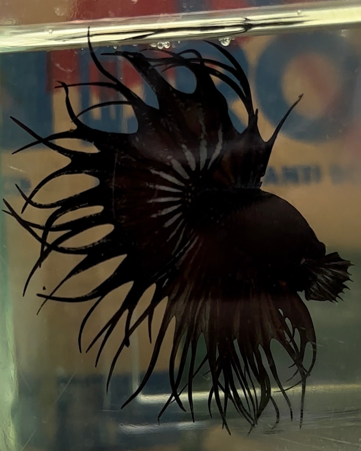 KING CROWNTAIL BLACK COPPER ORANGE BETTA FISH