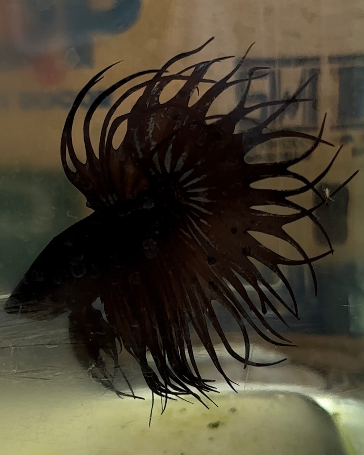 KING CROWNTAIL BLACK COPPER ORANGE BETTA FISH