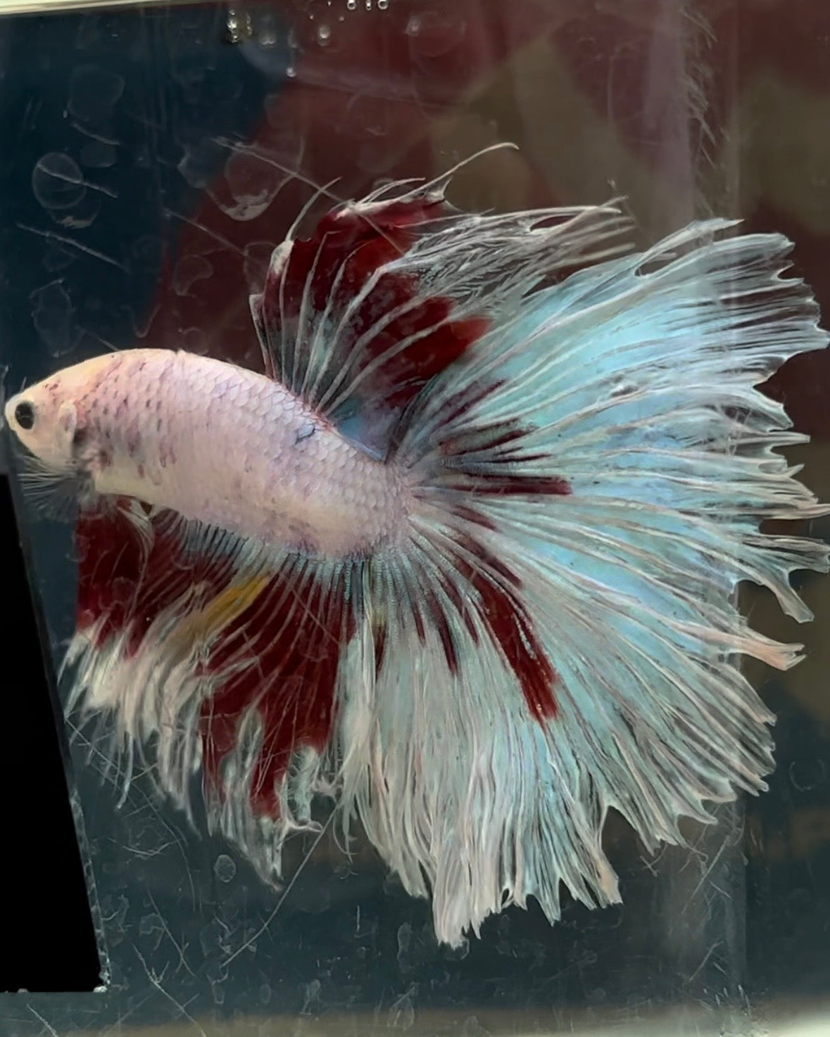 GIANT HALFMOON TOTAL 9CM+ ROSETAIL WHITE COLOR WASH MULTICOLOR BETTA FISH