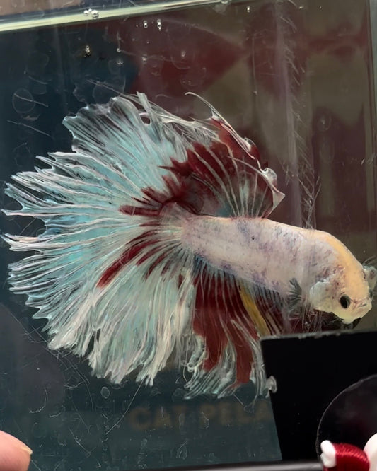 GIANT HALFMOON TOTAL 9CM+ ROSETAIL WHITE COLOR WASH MULTICOLOR BETTA FISH