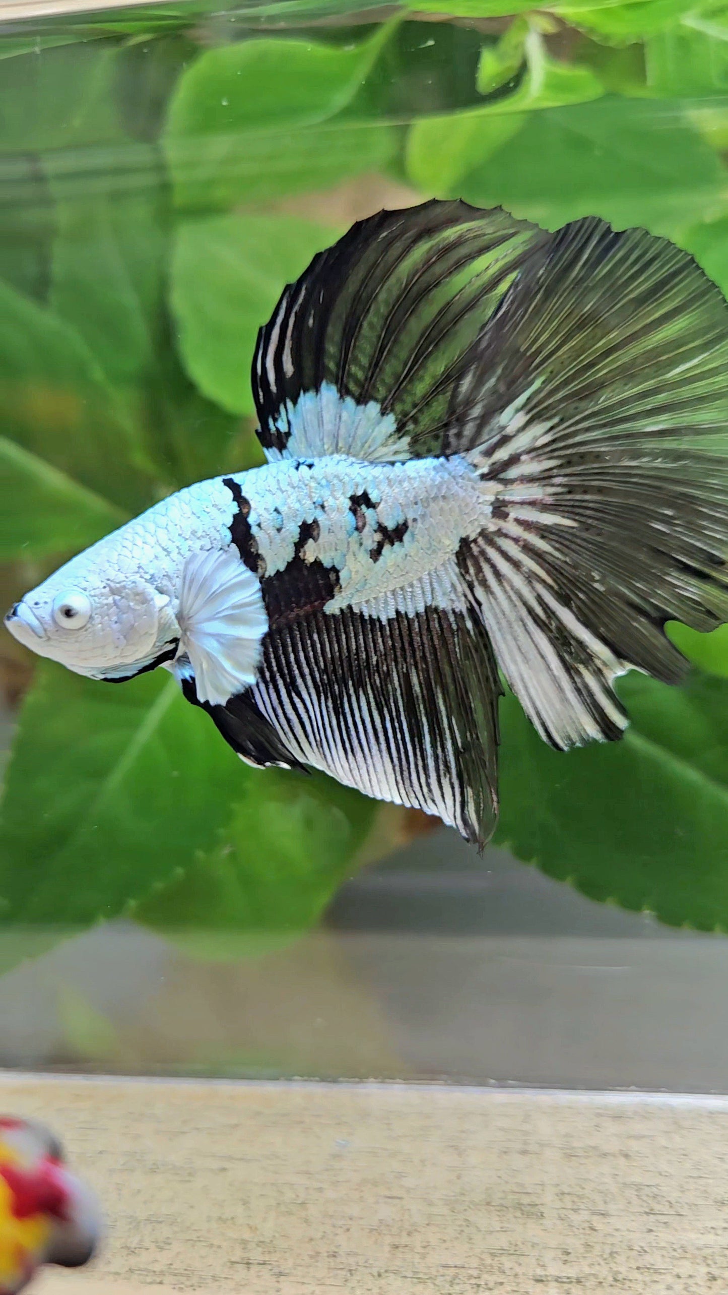 HALFMOON BLACK MAMBA SNOW MASKING BETTA FISH